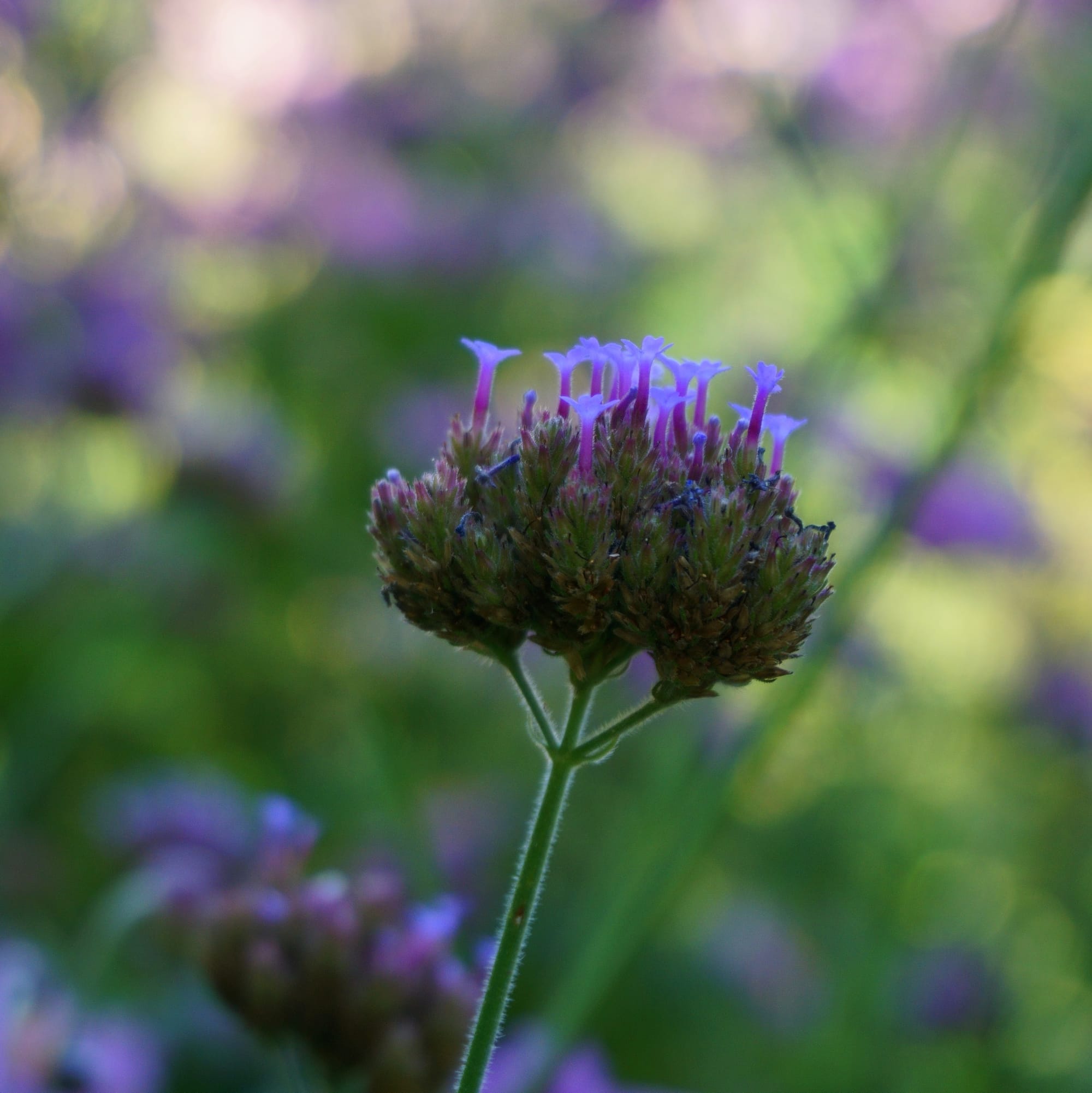 Verbena bonariensis ‘Lollipop’ (ernyős verbéna, vasfű)