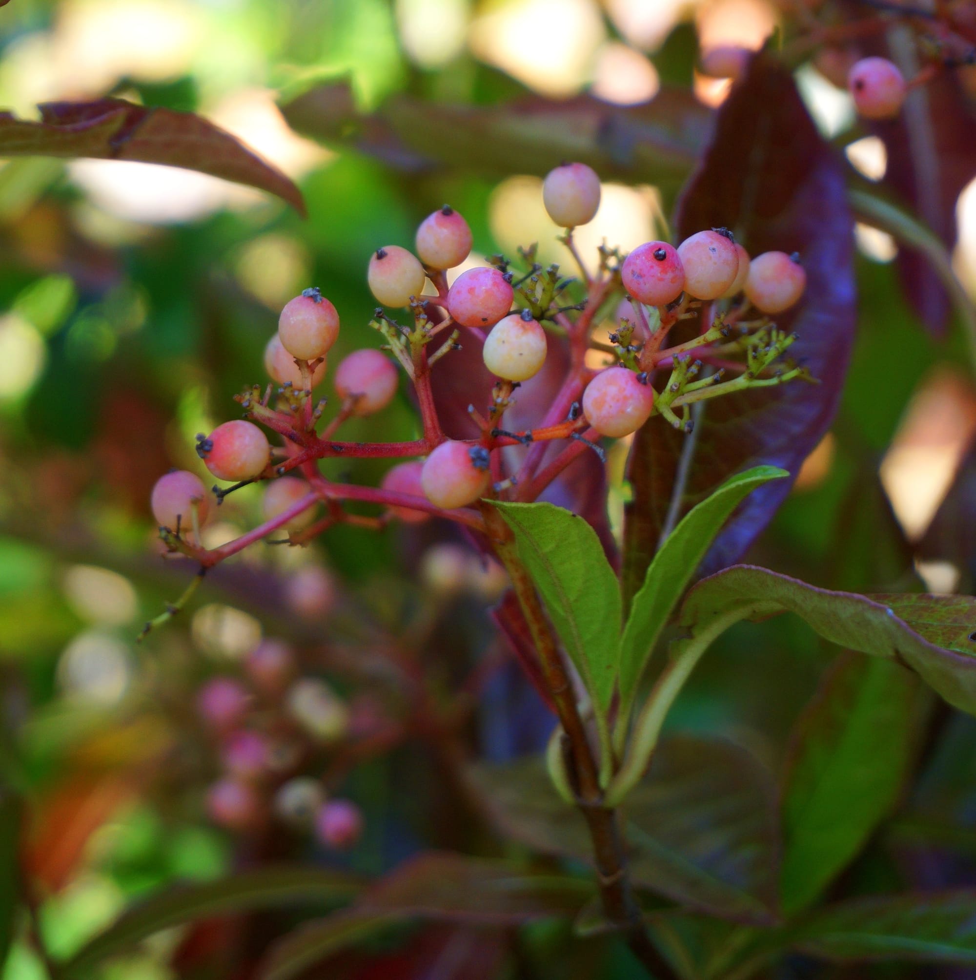 Viburnum nudum 'Brandywine' (fényes levelű bangita)