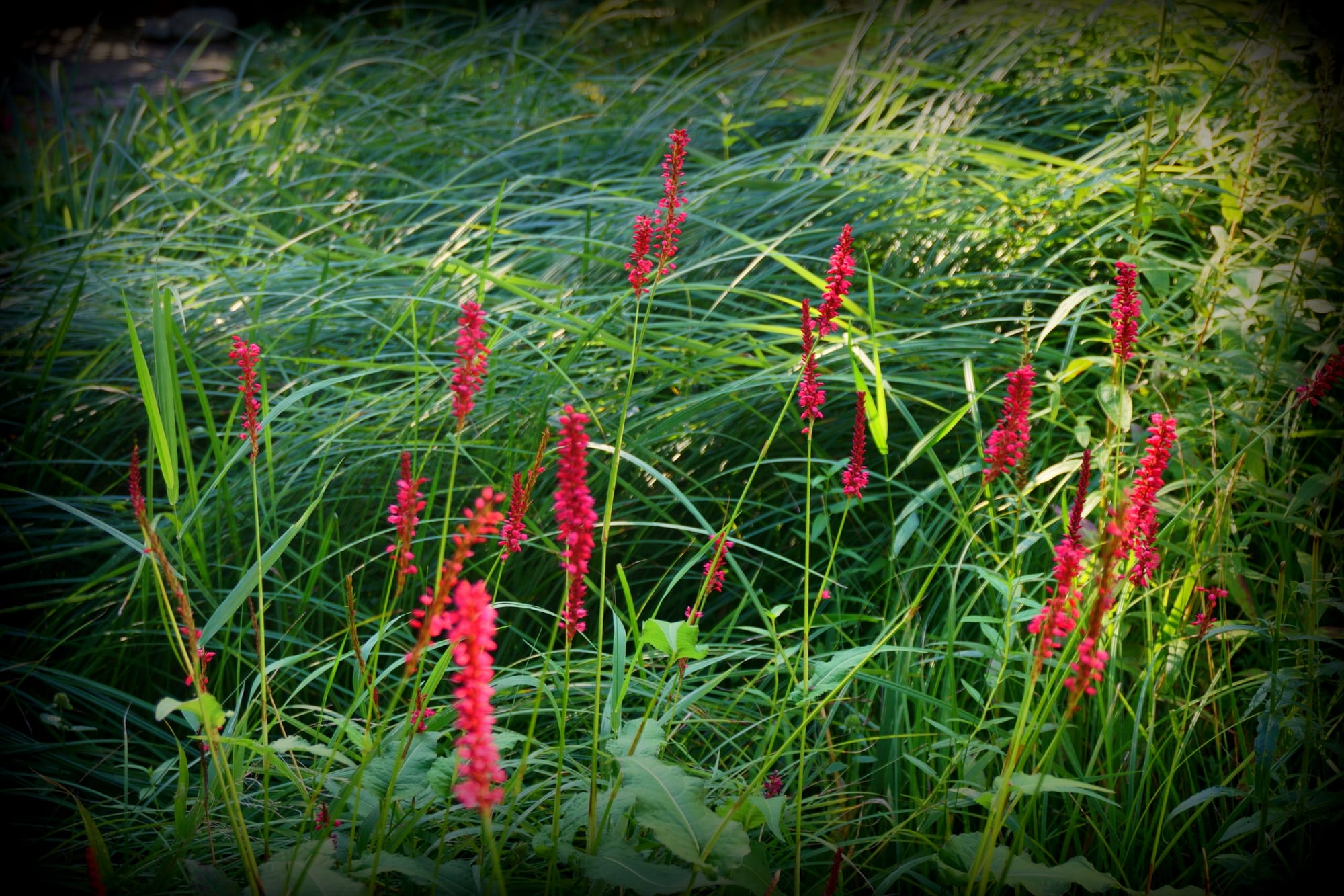 Persicaria amplexicaulis ‘Speciosa’ (szárölelő keserűfű)