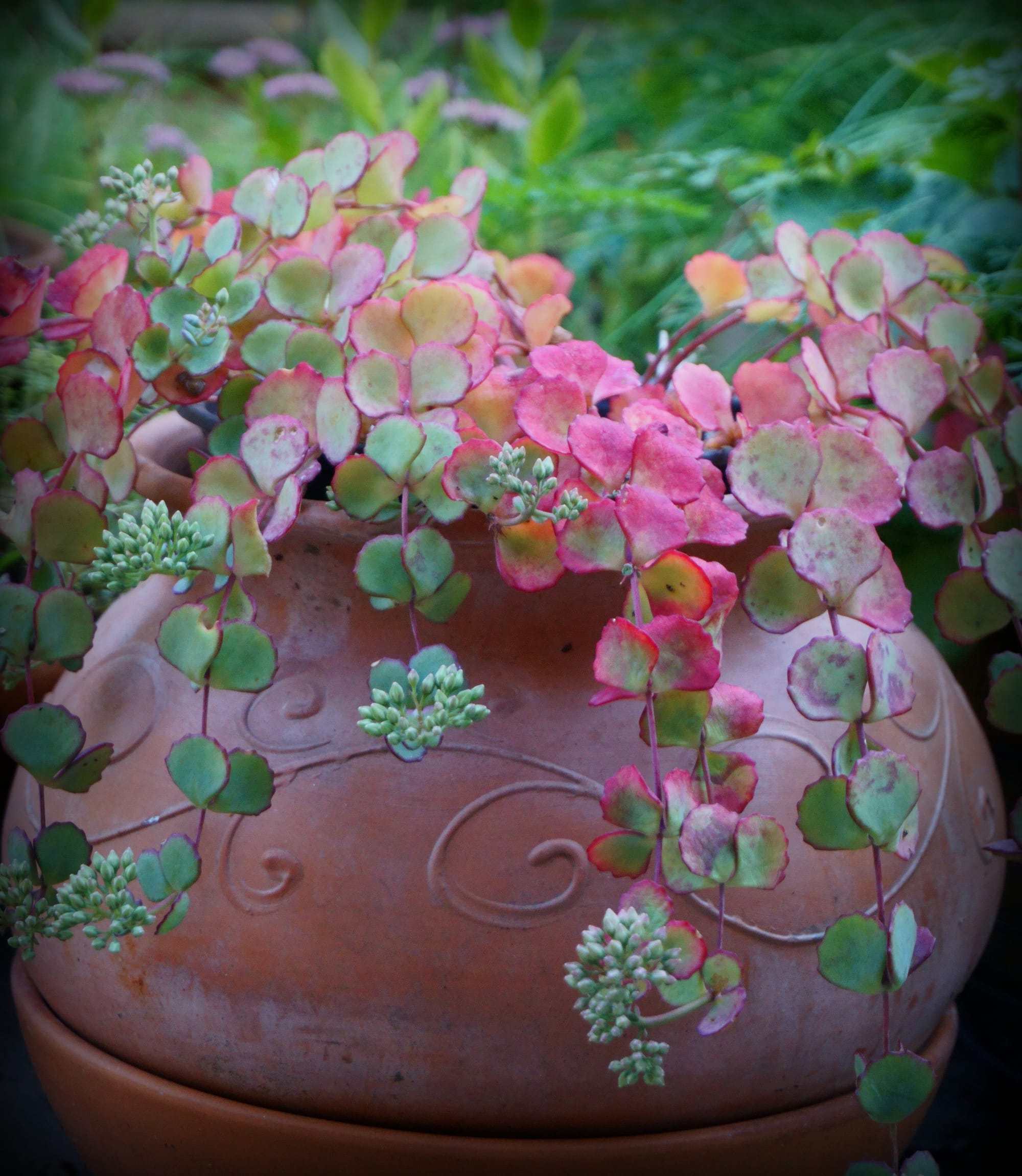 Sedum sieboldii (októberi varjúháj, októberke)