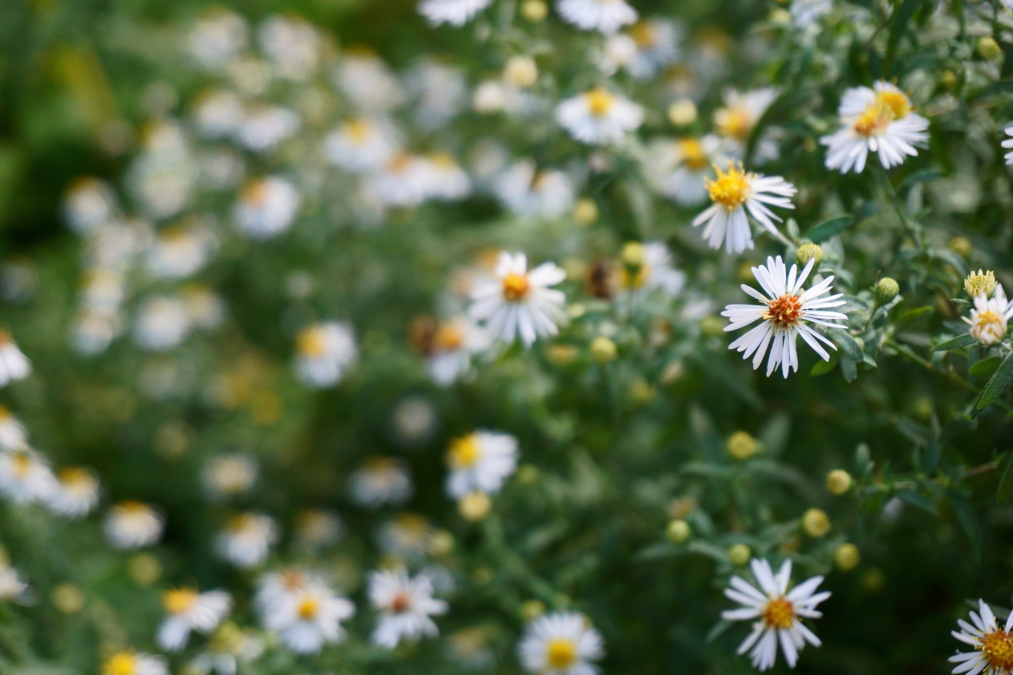 Aster (vad, mezei aszterek)