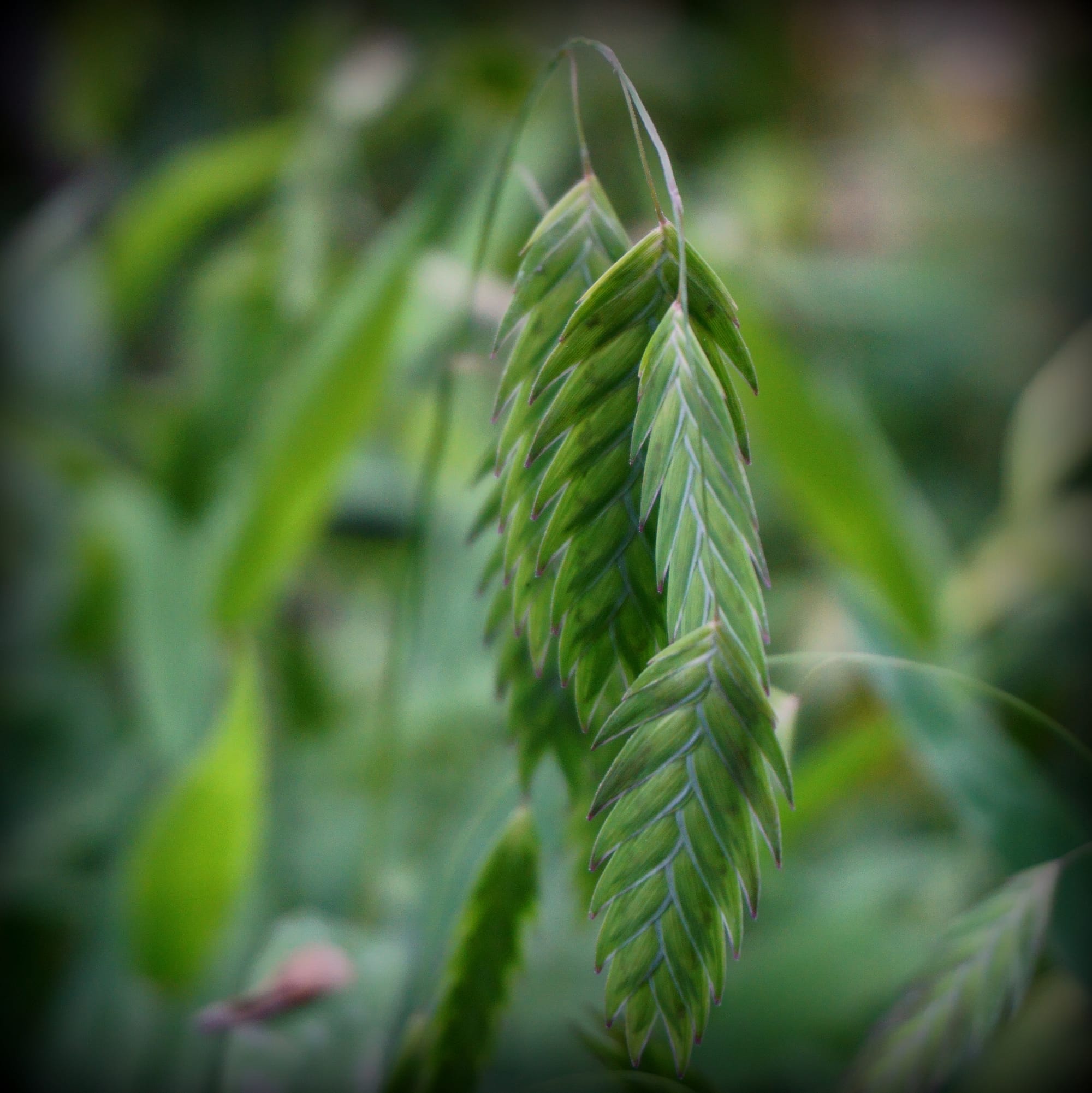 Chasmanthium latifolium (széleslevelű különösfű)