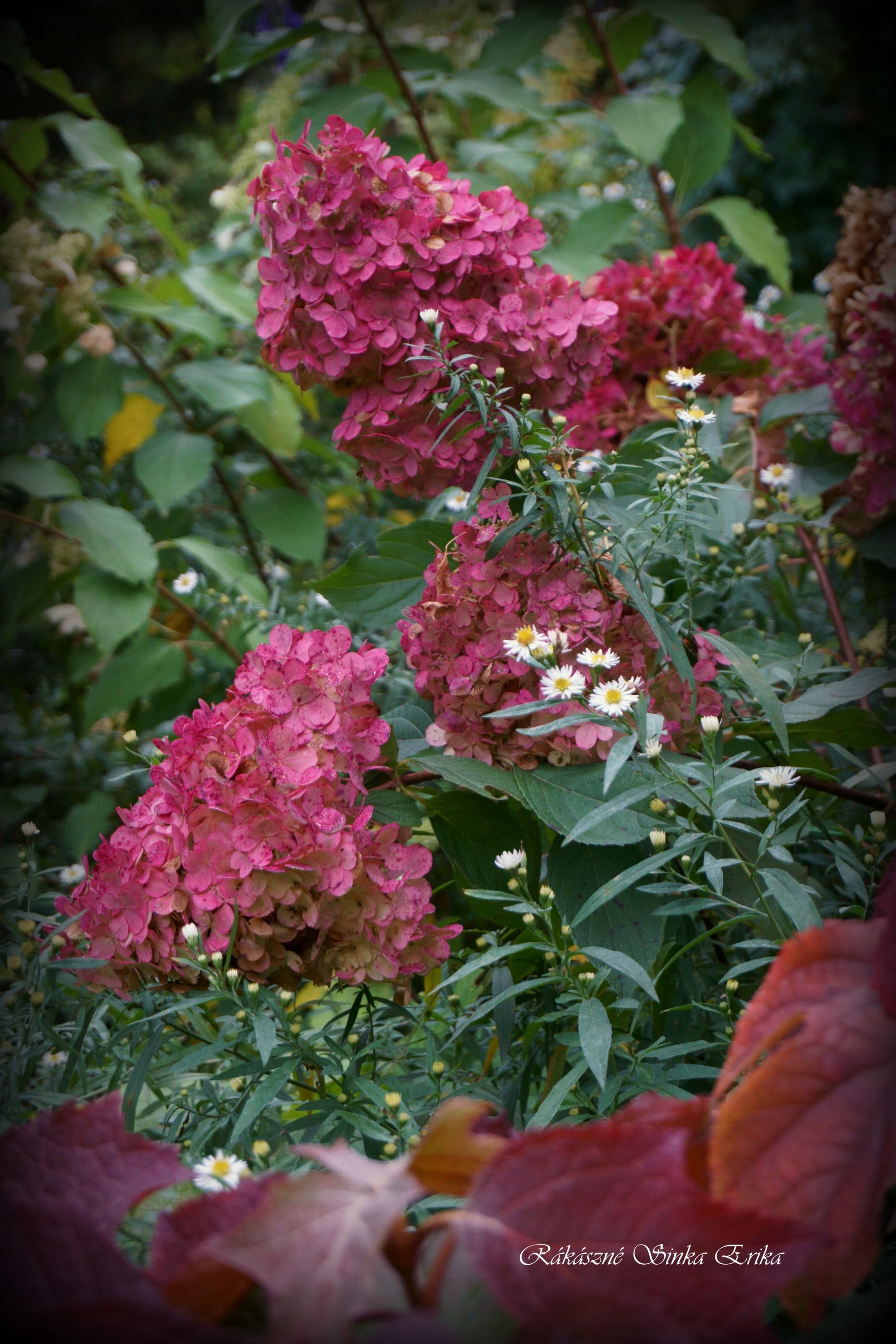 Hydrangea paniculata (bugás hortenzia)