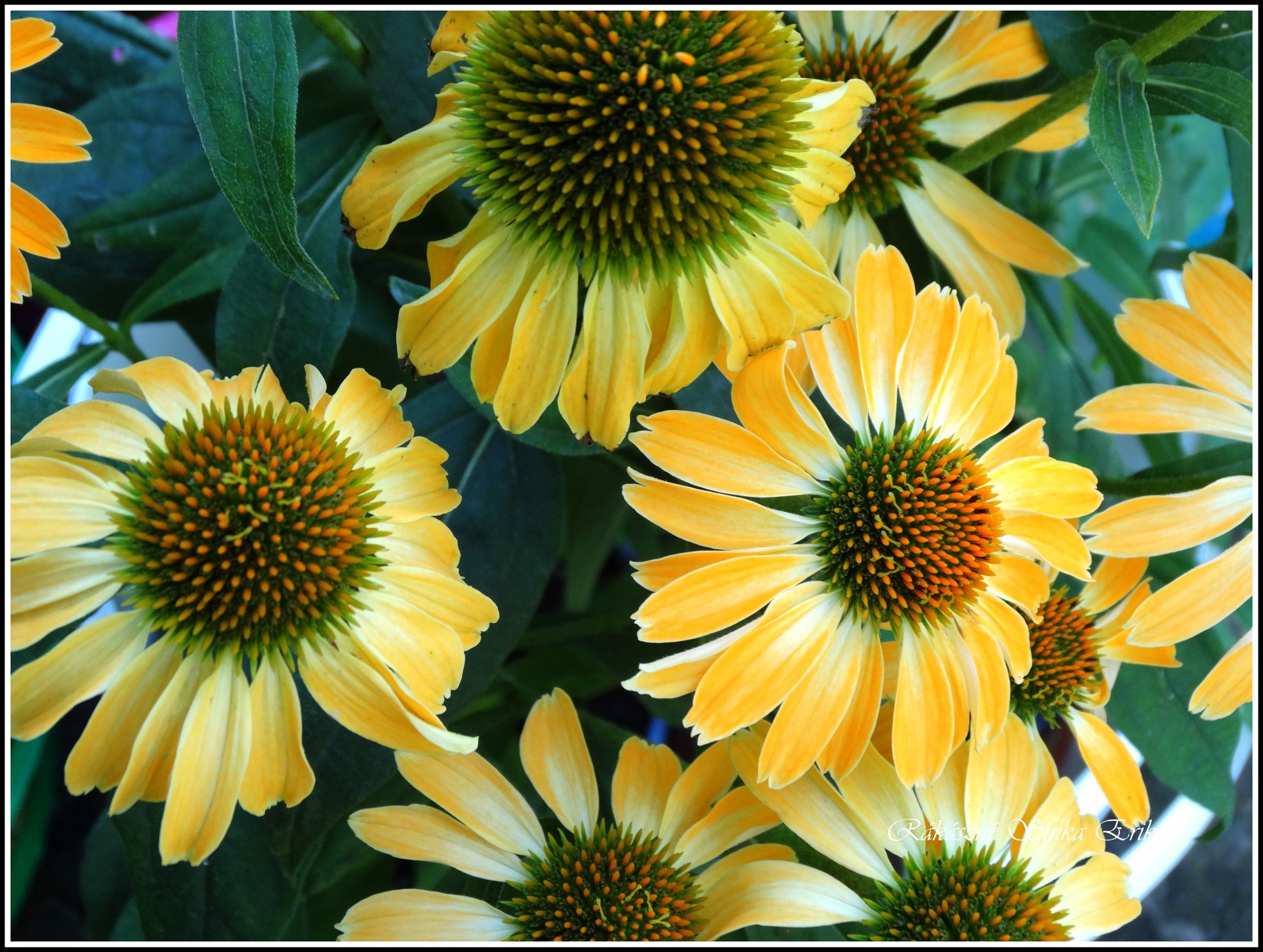 Echinacea purpurea (bíbor kasvirág)