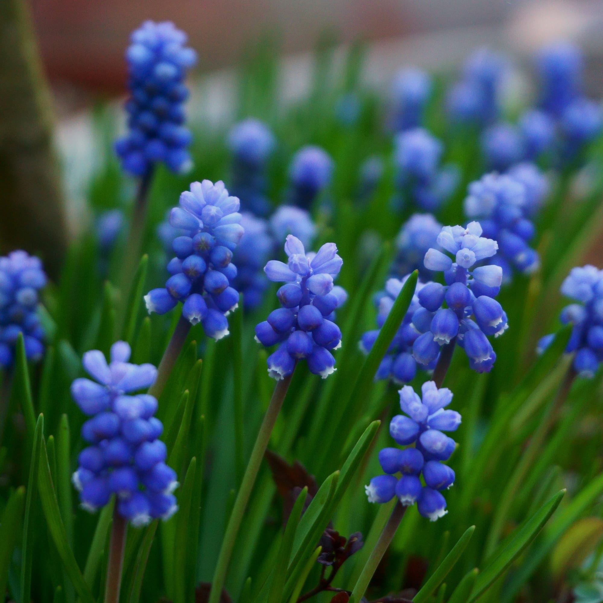 Muscari (gyöngyike)