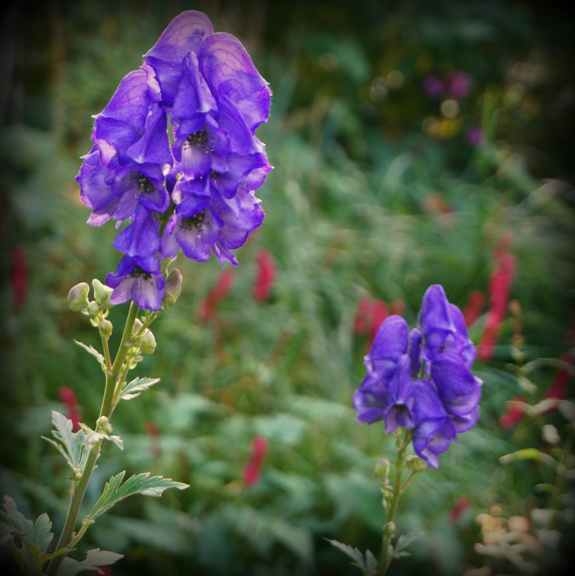 Aconitum carmichaelii (őszi sisakvirág)