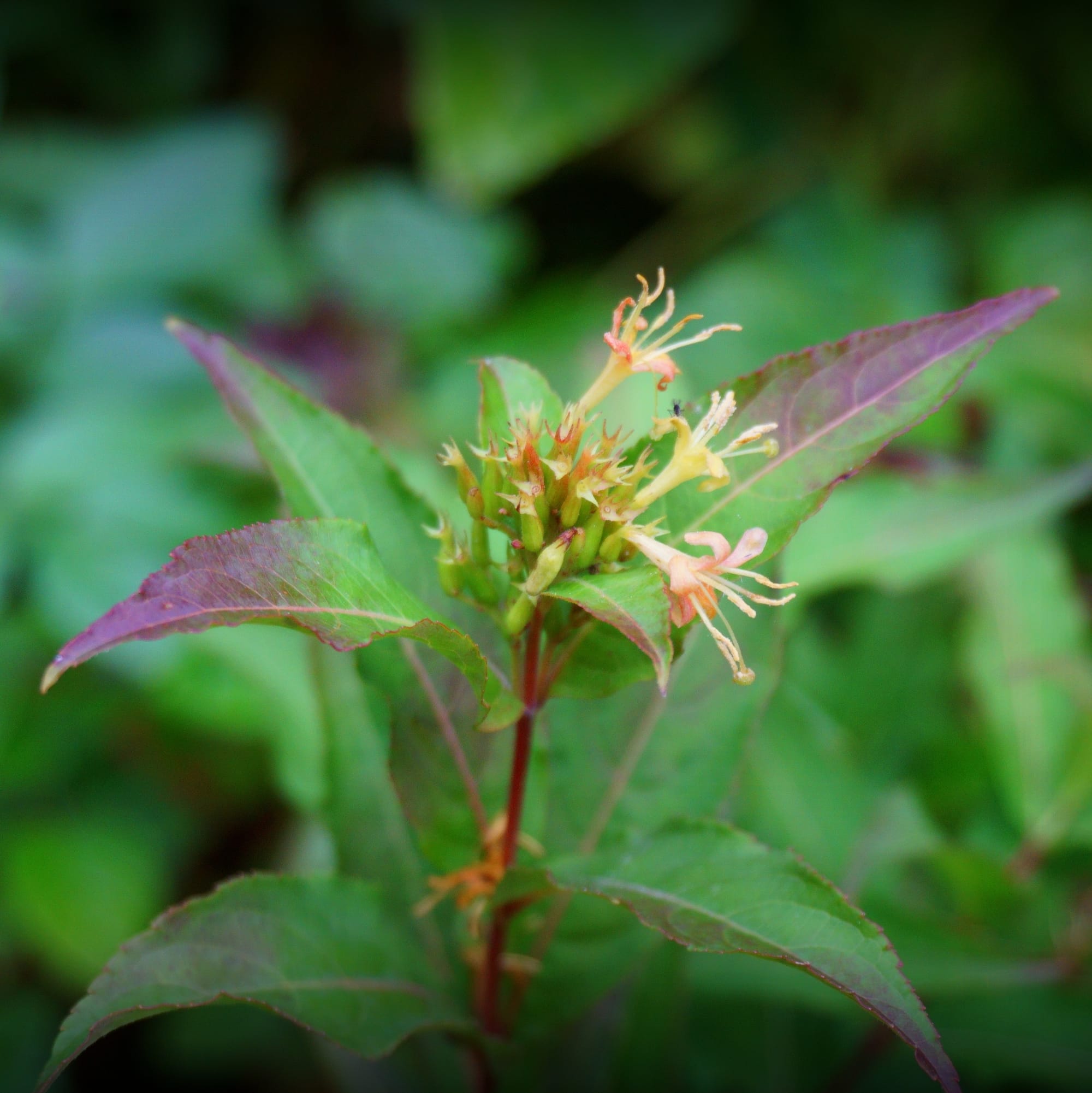 Diervilla sessilifolia 'Butterfly' (kénsárga lonc)