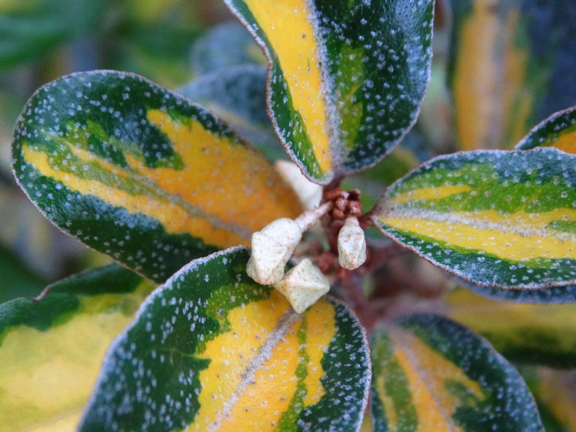 Elaeagnus ebbingei (széleslevelű ezüstfa)