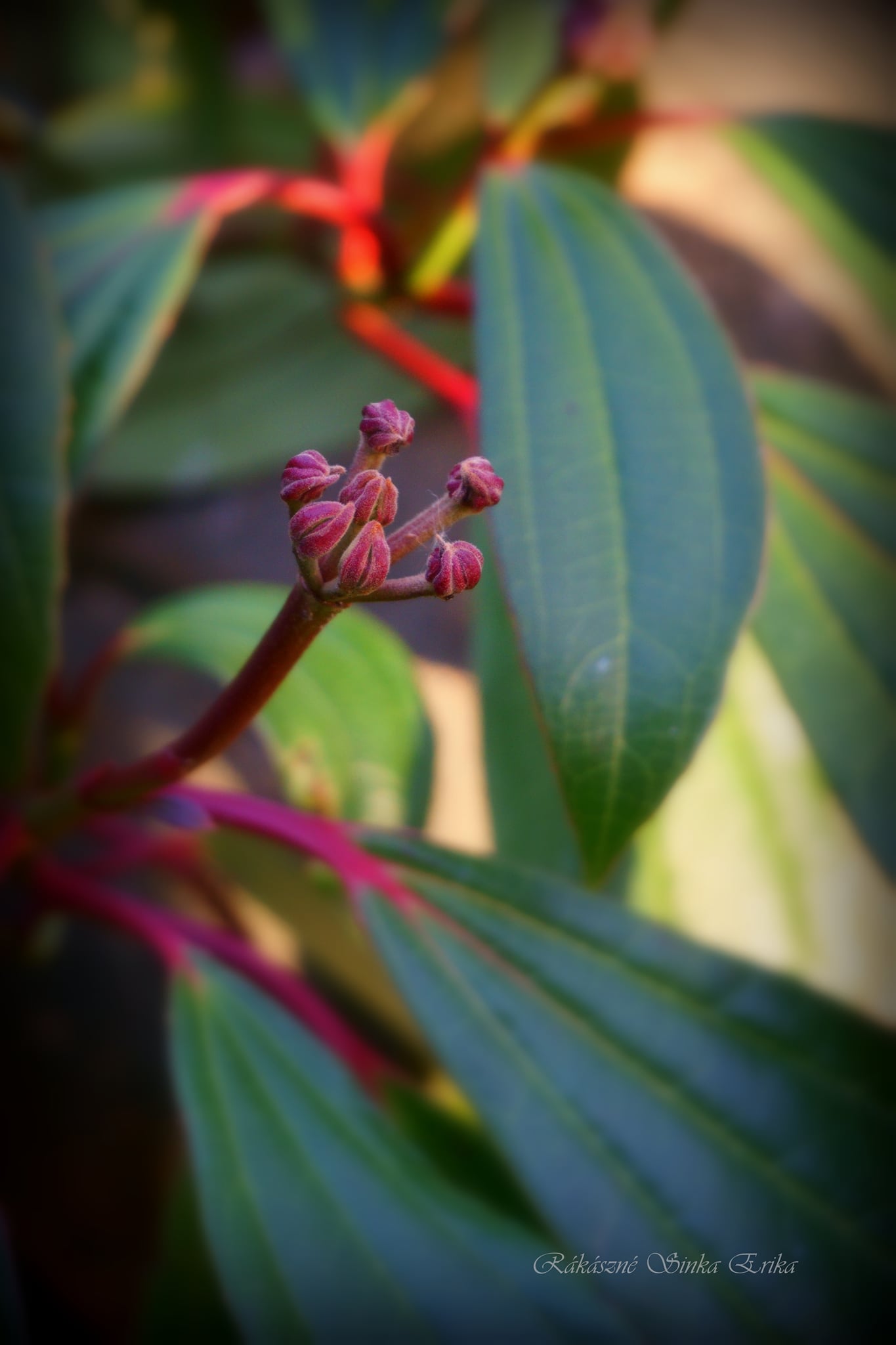 Viburnum davidii  (törpe bangita, örökzöld bangita)