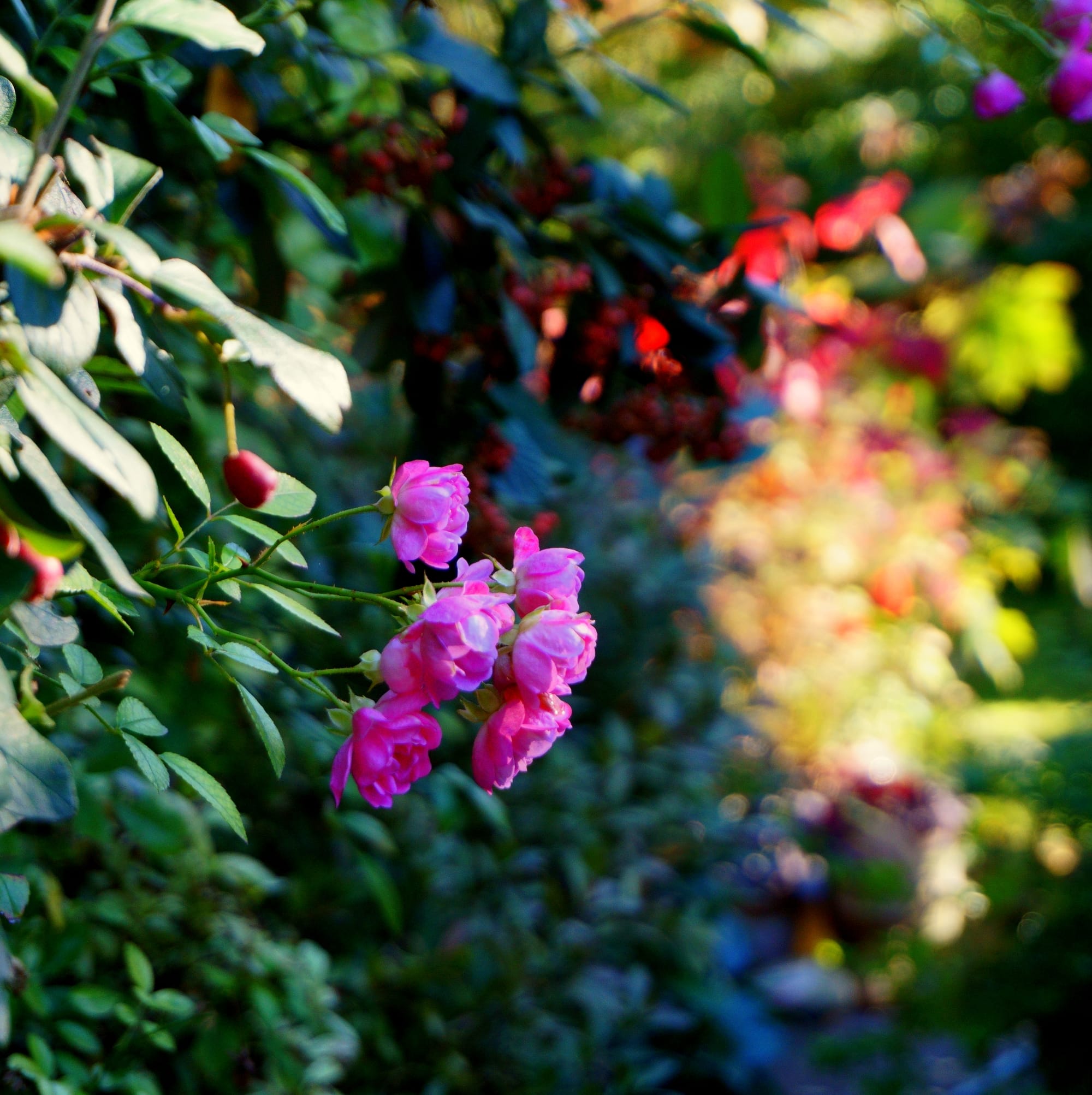 Rosa The Fairy (rózsaszínű talajtakaró rózsa)