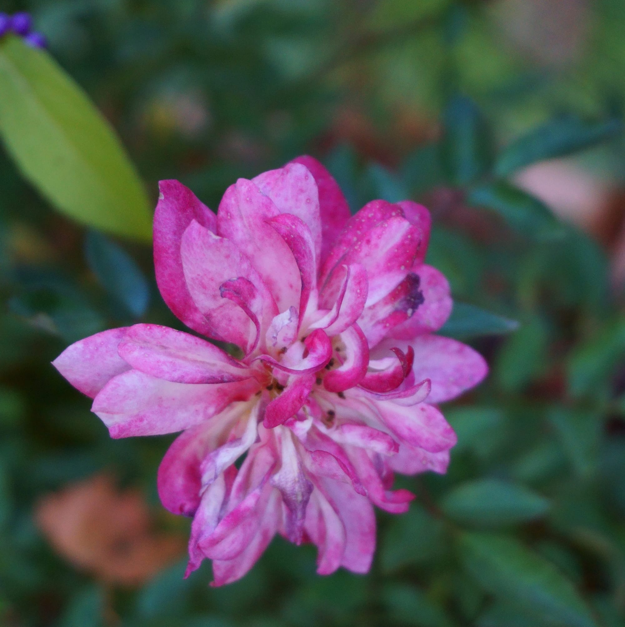 Rosa Tricolor Fairy