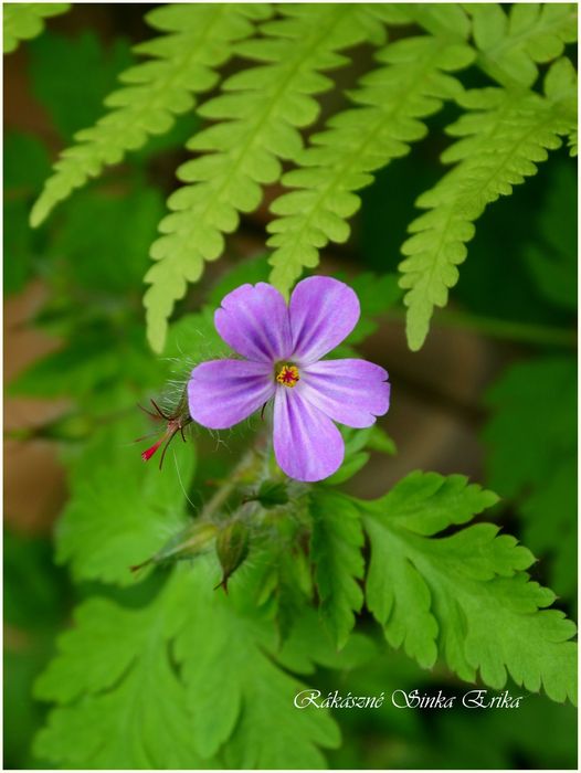 Geranium robertianum (nehézszagú gólyaorr)