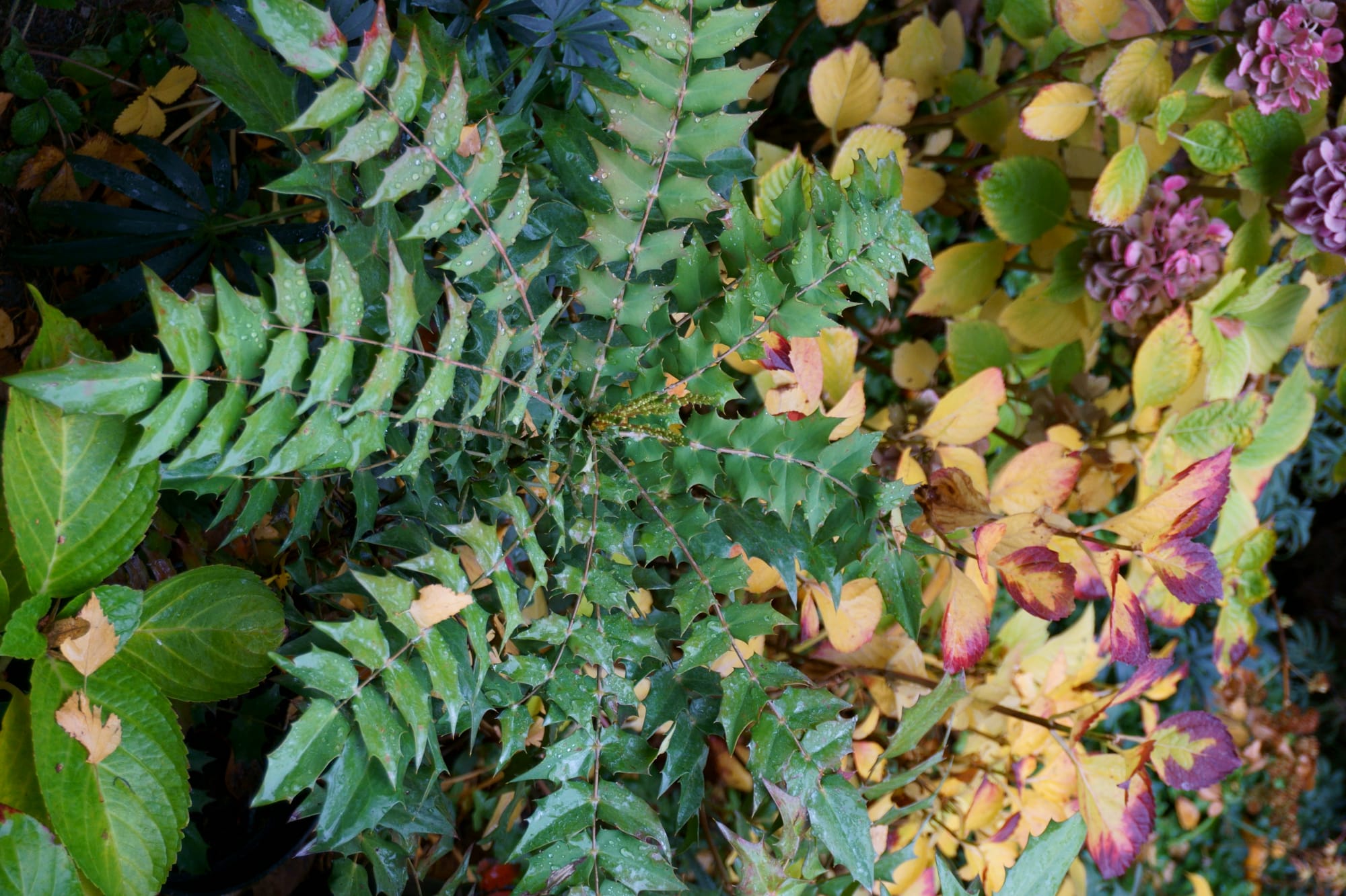 Mahonia Charity (dúsvirágú mahónia)