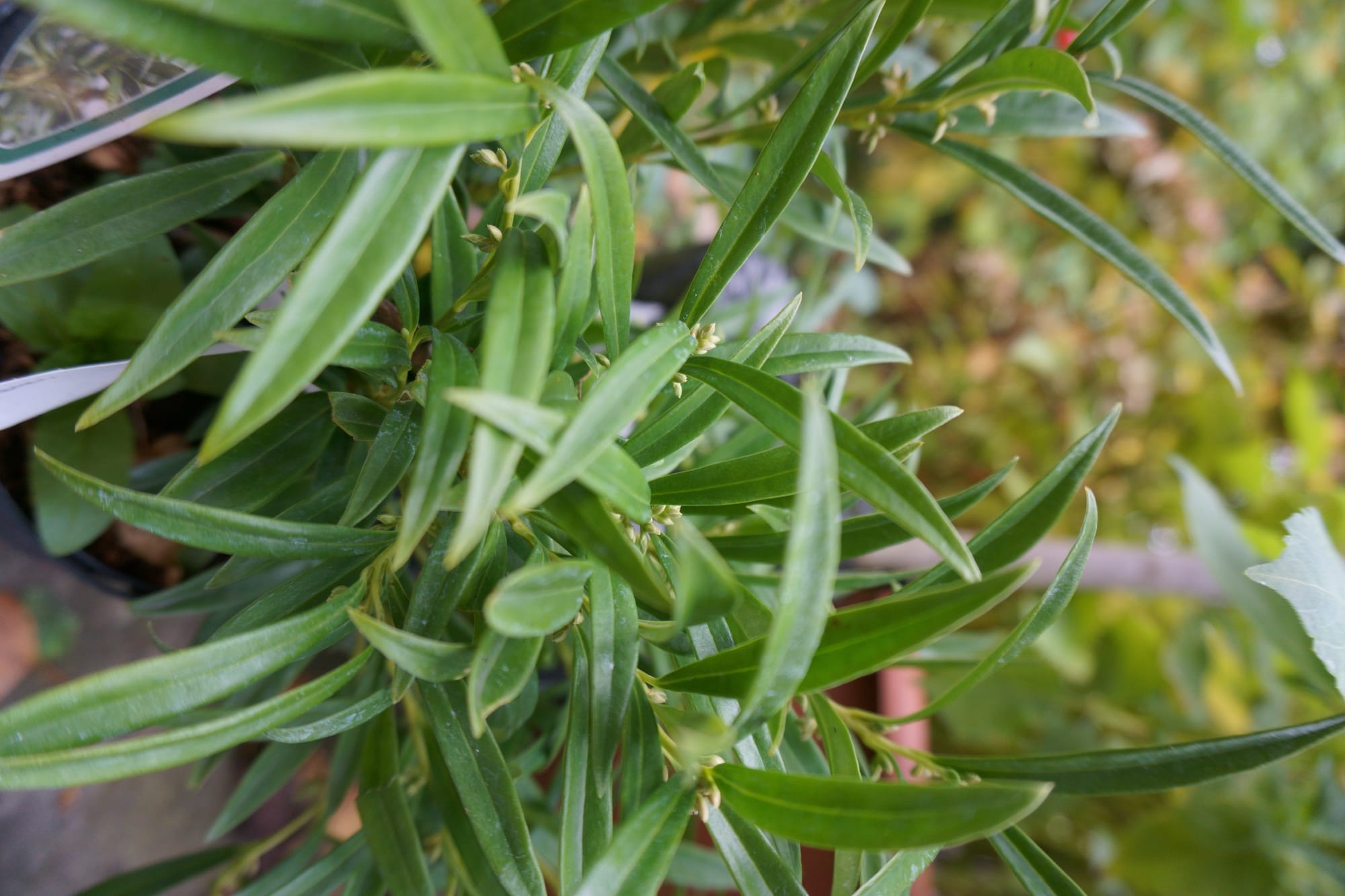 Sarcococca saligna (fűzlevelű bogyós puszpáng)