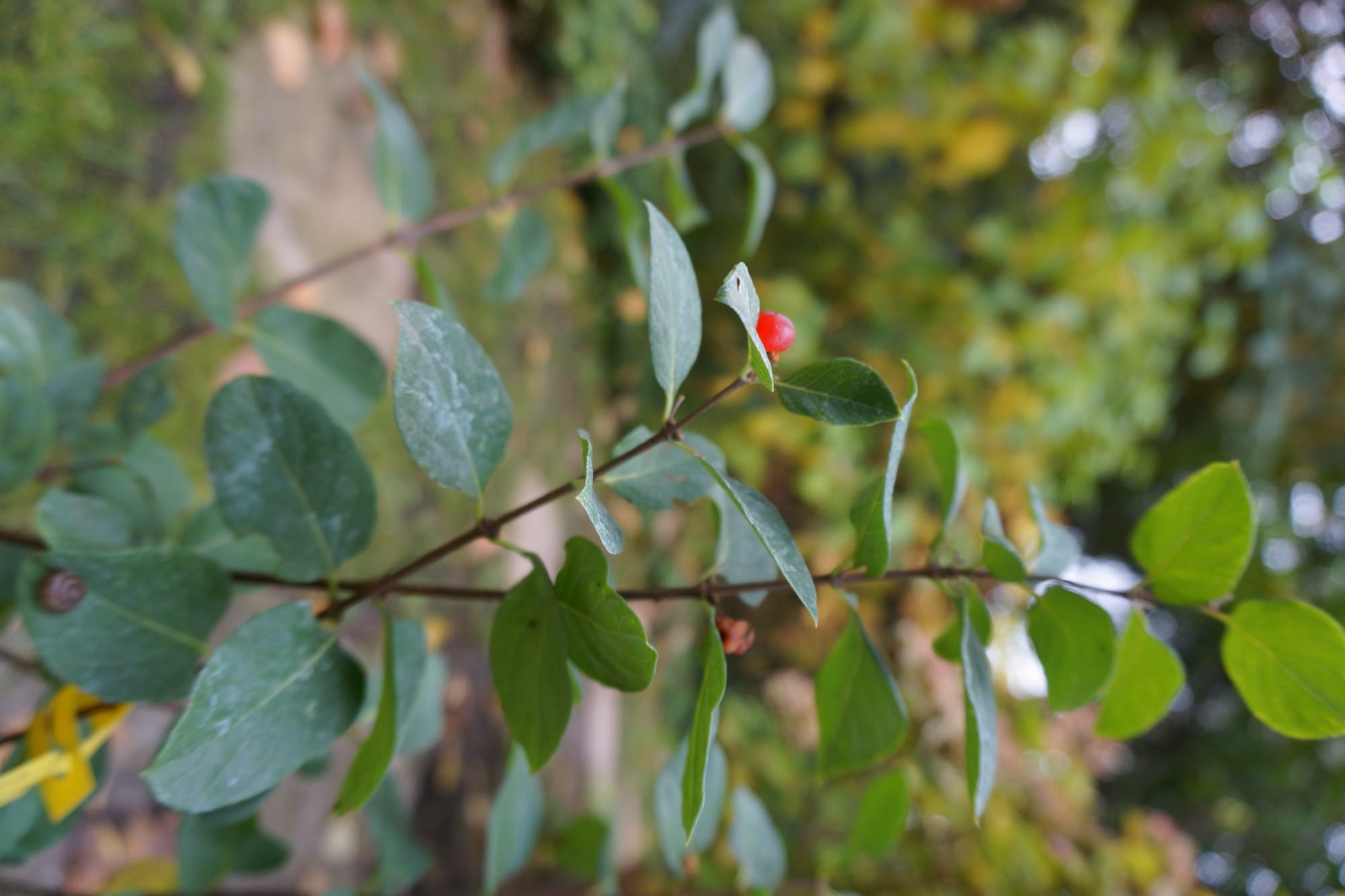 Lonicera tatarica ‘Arnold Red’ (tatárlonc)