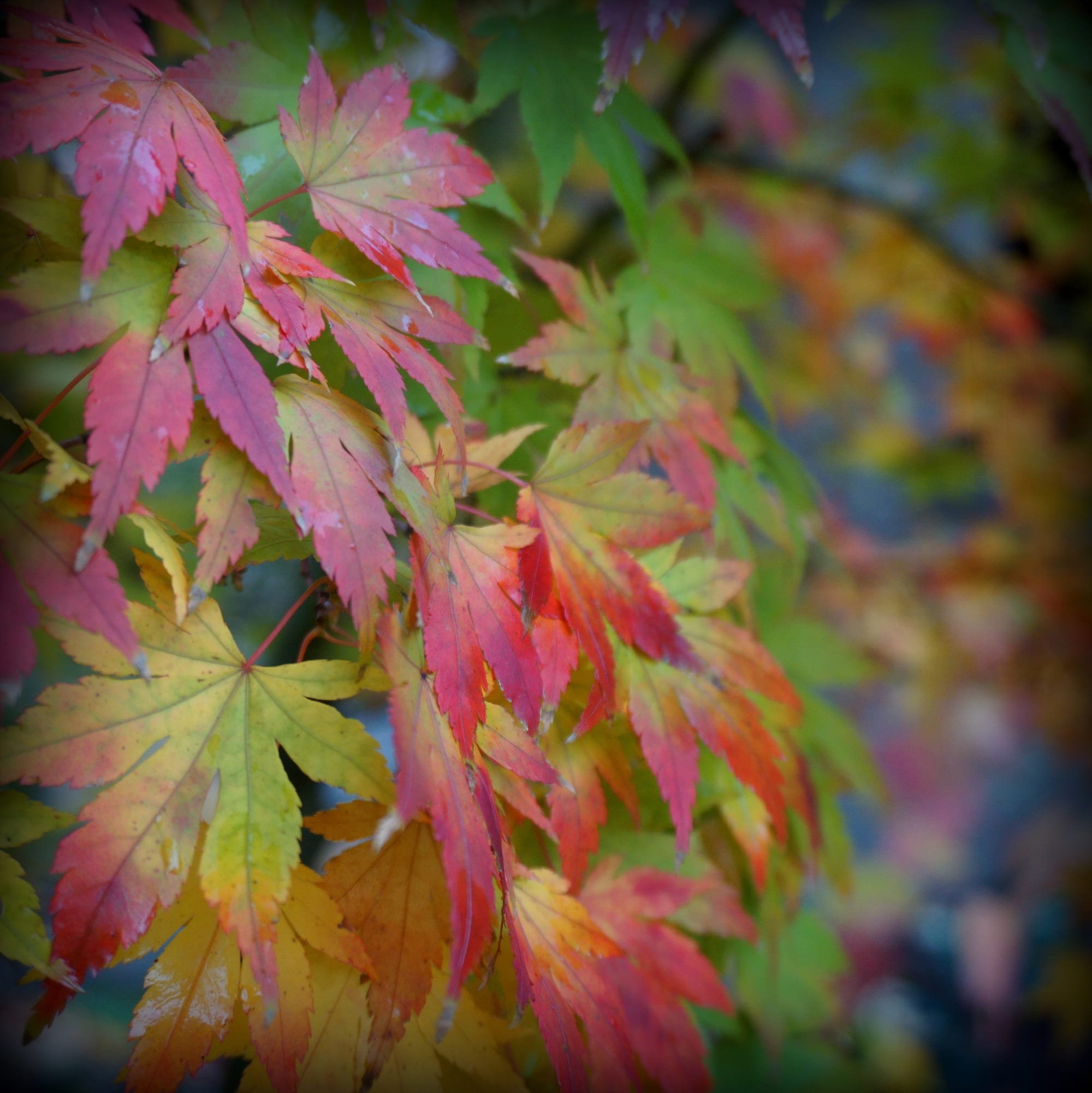 Acer Palmatum Orange Dream (Sárgás zöld levelű Japán juhar)