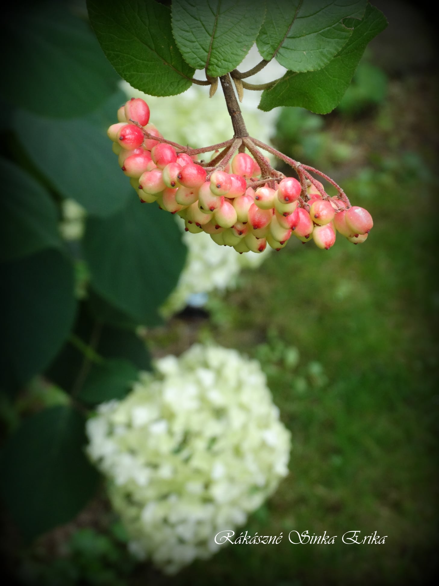 Viburnum lantana (ostorménbangita)