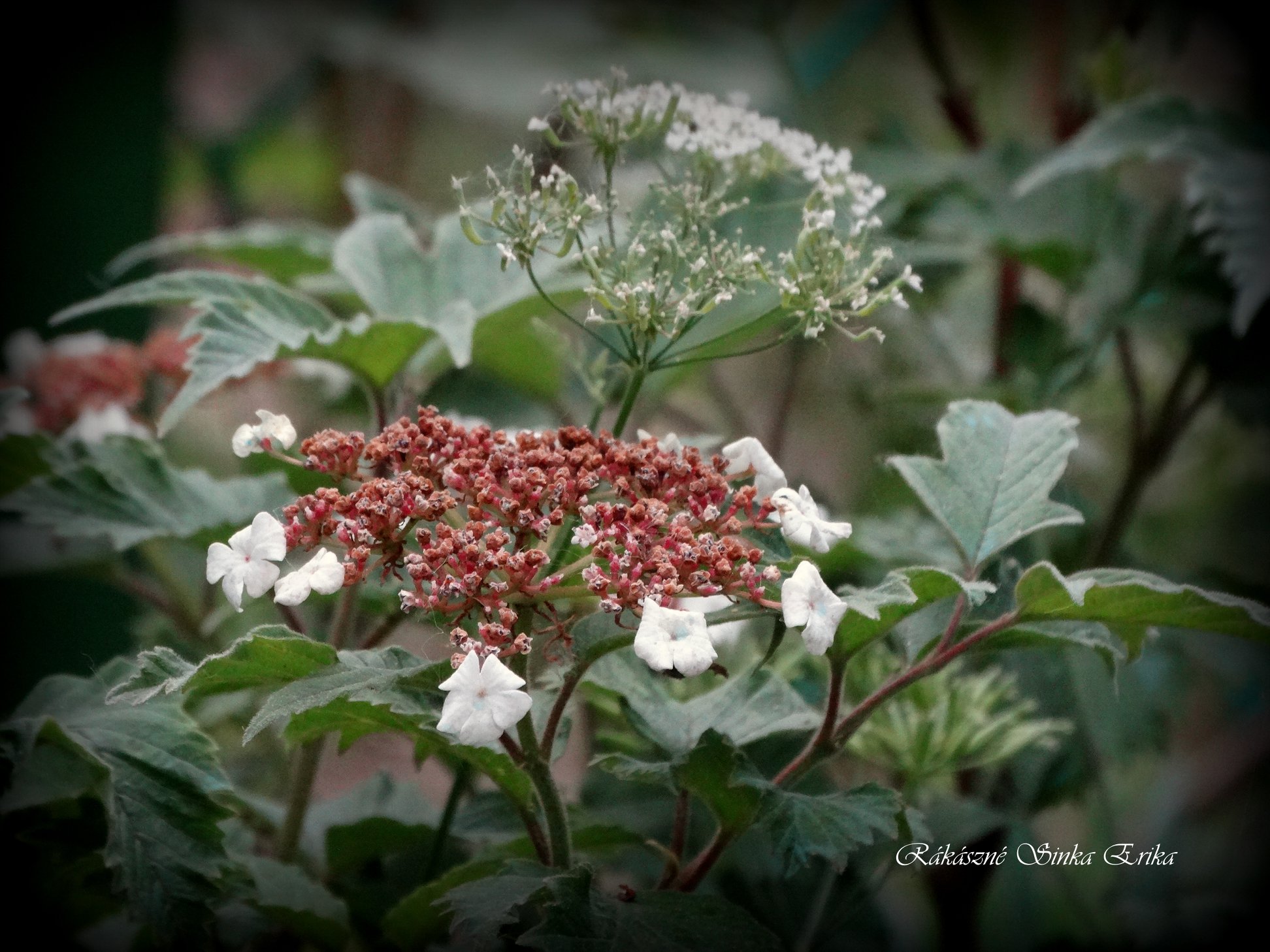 Viburnum sargentii onondaga (ázsiai bangita)