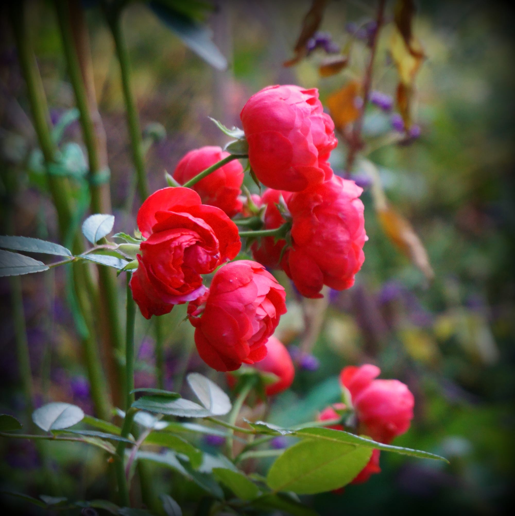 Rosa Pomponella® (floribunda rózsa)