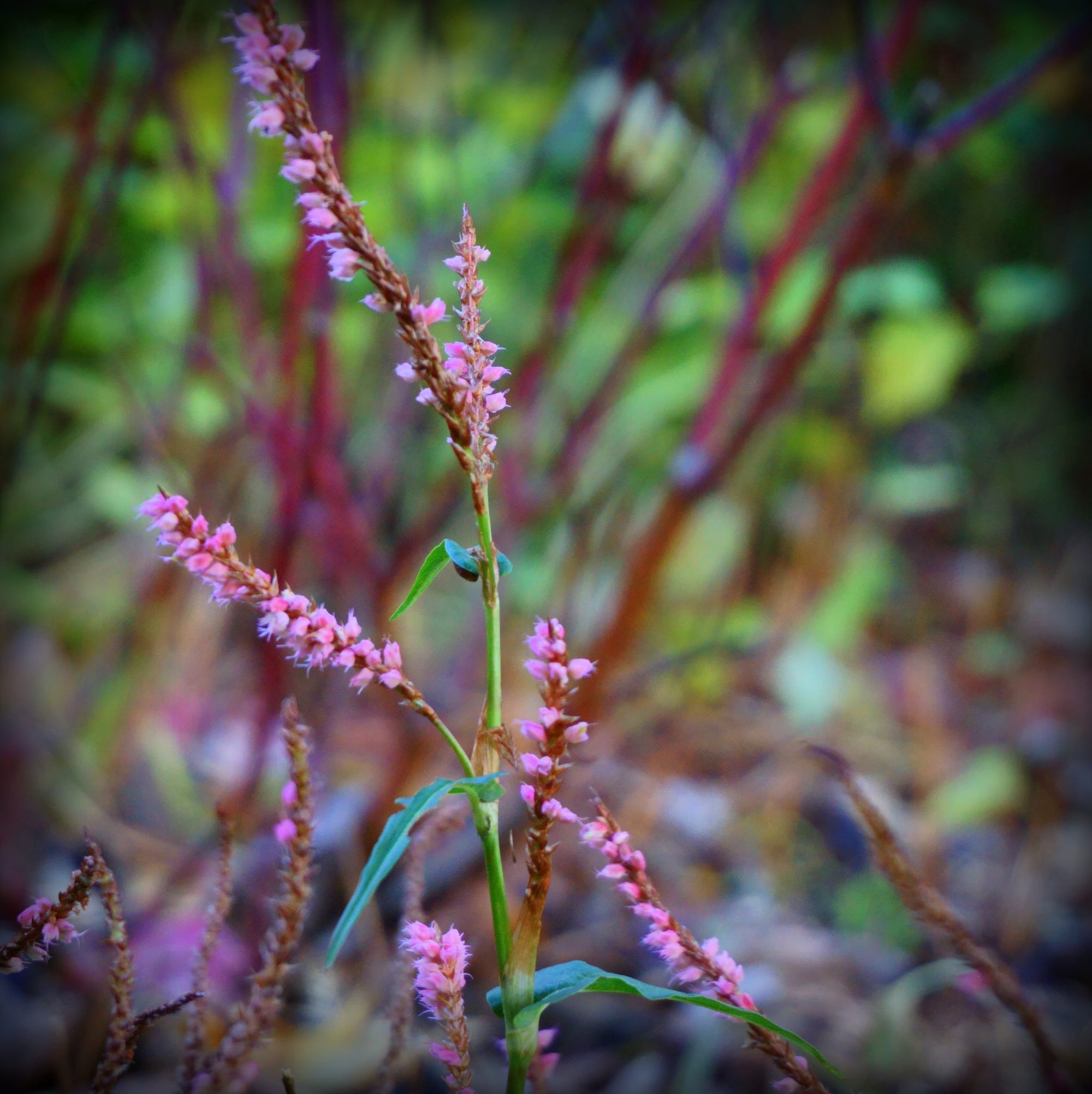 Persicaria amplexicaulis ‘Pink Elephant’