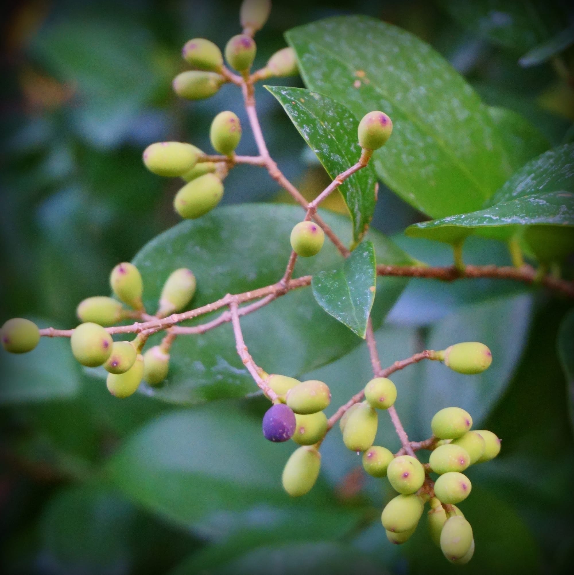 Ligustrum japonicum 'Texanum' (japán fagyal)