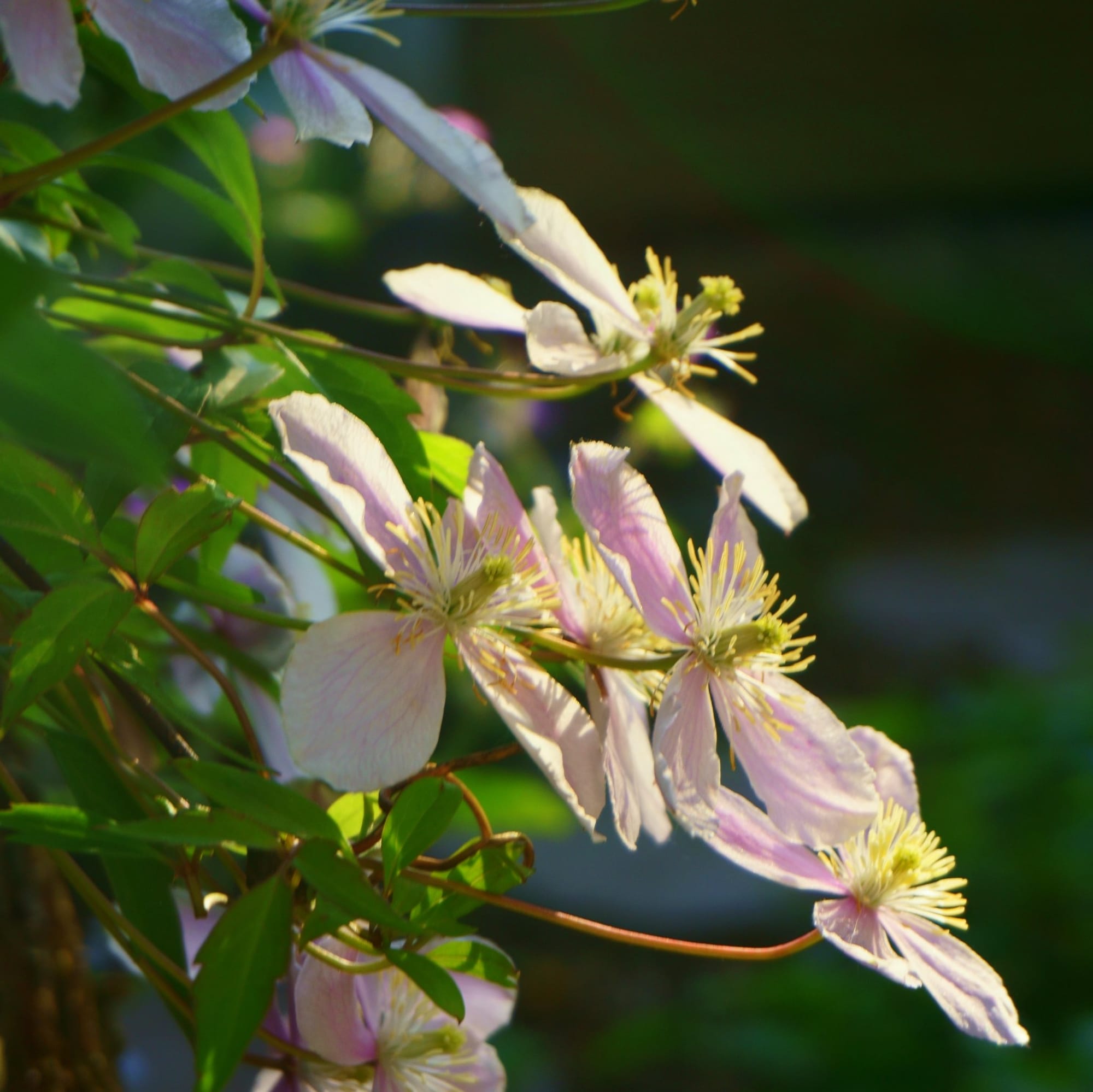 Clematis (iszalag)