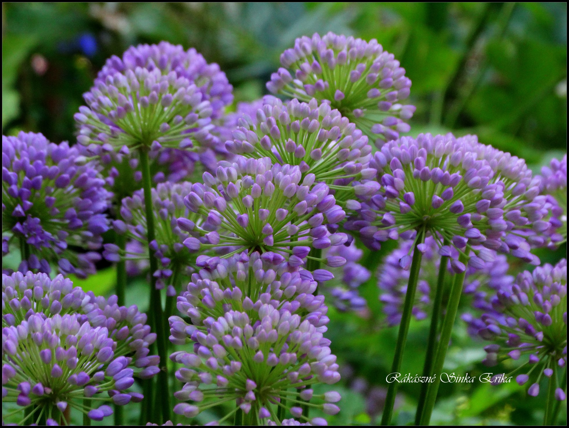 Allium millenium