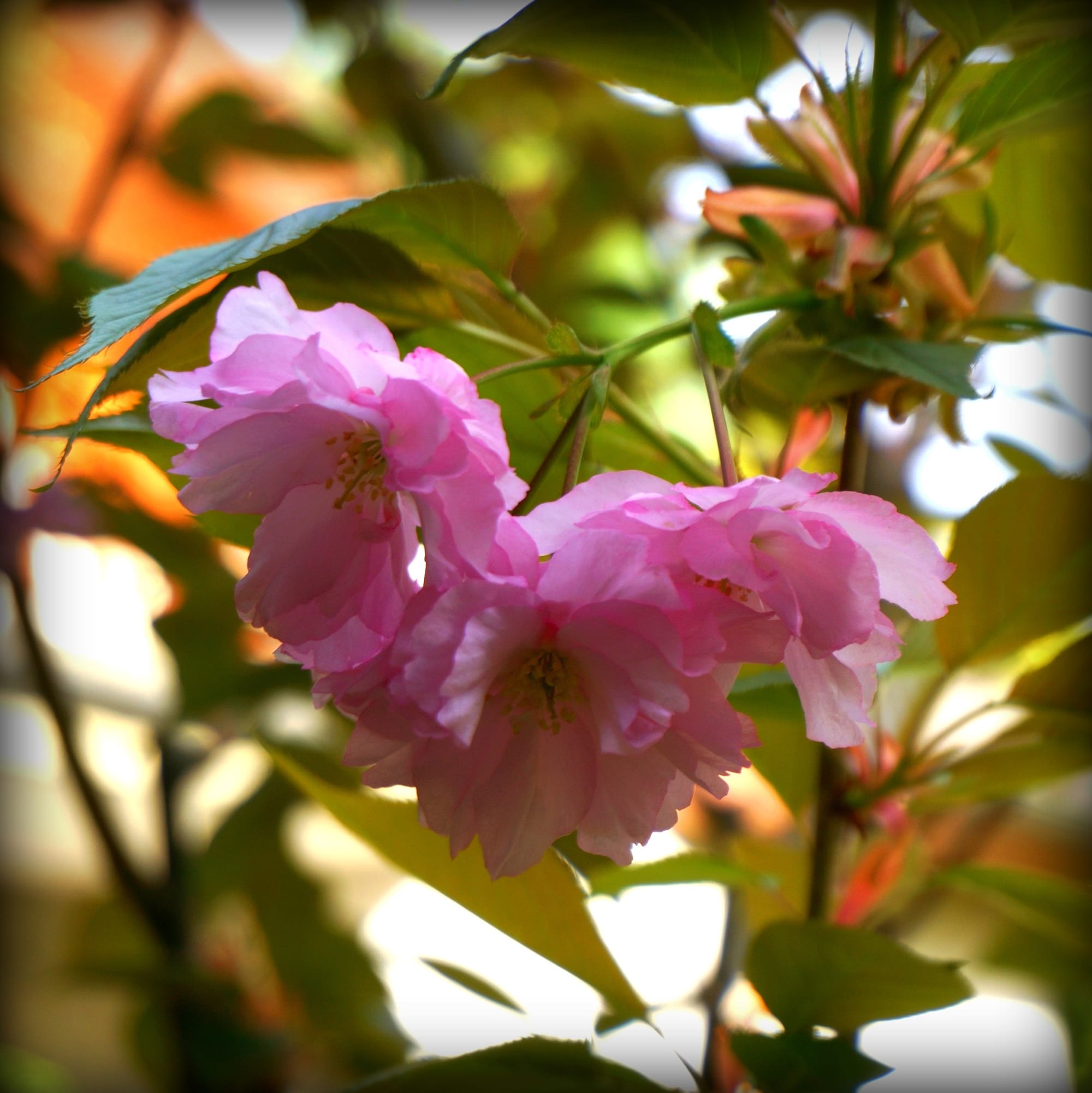 Prunus serrulata "Kanzan" (japán díszcseresznye)