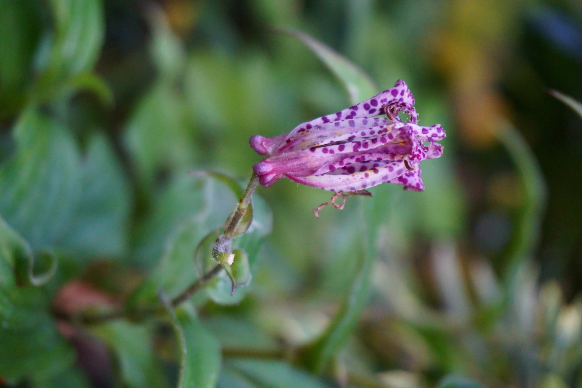 Tricyrtis formosana ‘Dark Beauty’ – tajvani púpliliom