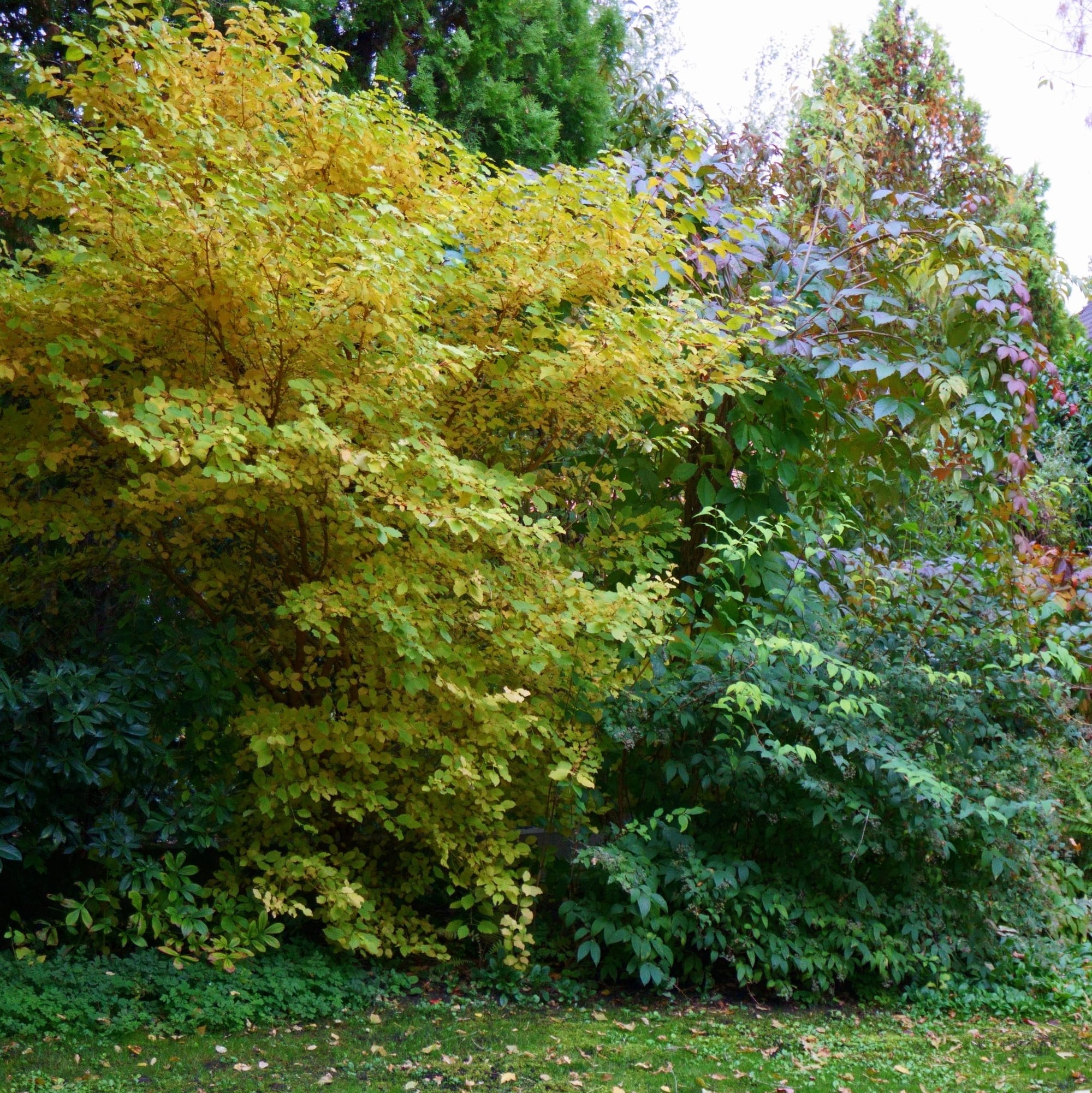 Cornus sanguinea "Winter  Beauty"  (Veresgyűrűs som)