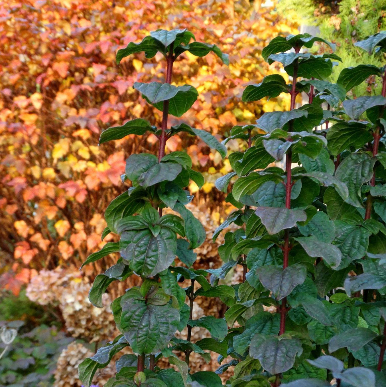 Cornus sanguinea "Compressa" (törpe, oszlopos, veresgyűrűs som)