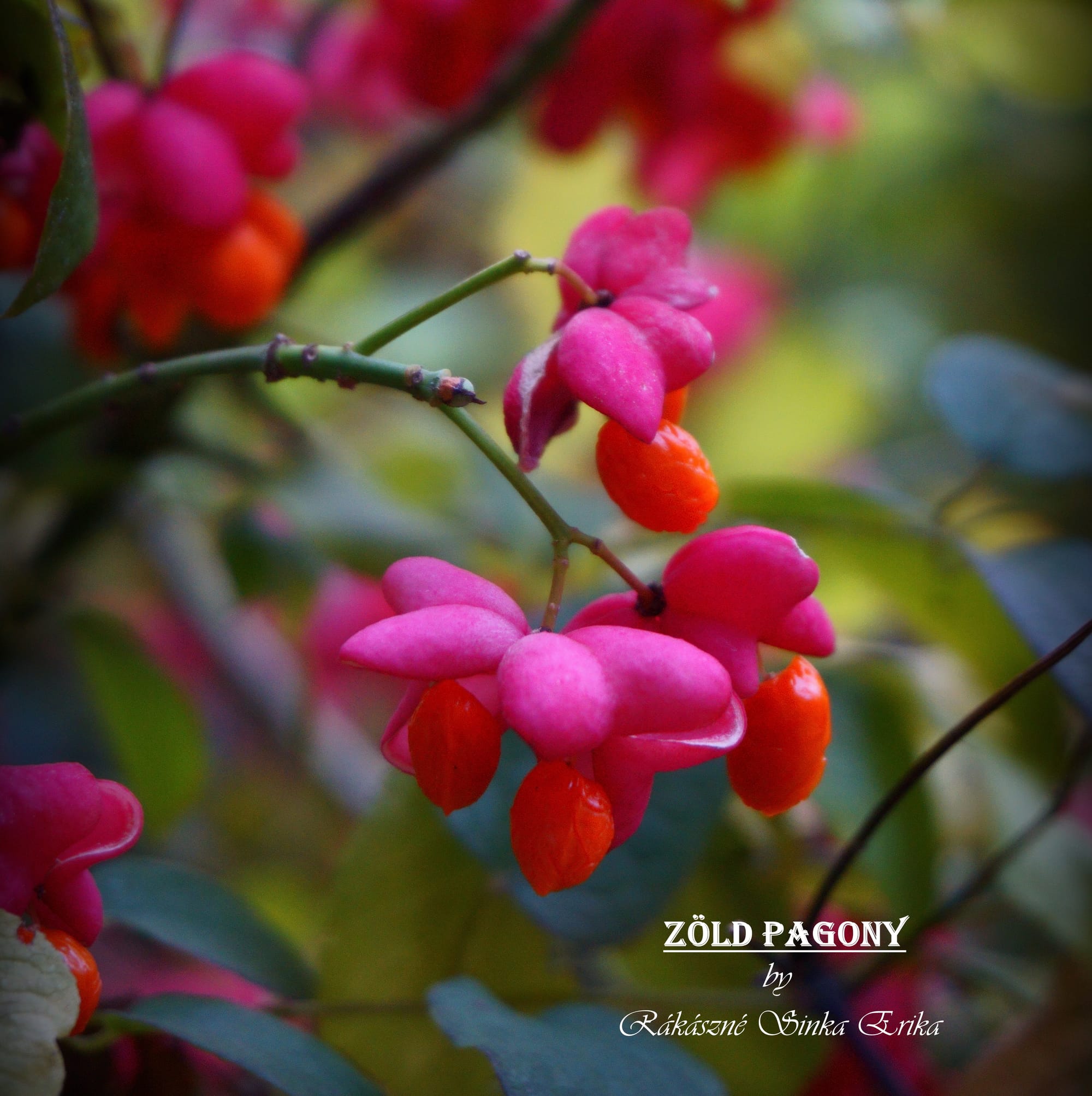 Euonymus europaeus (közönséges kecskerágó, csíkos kecskerágó)