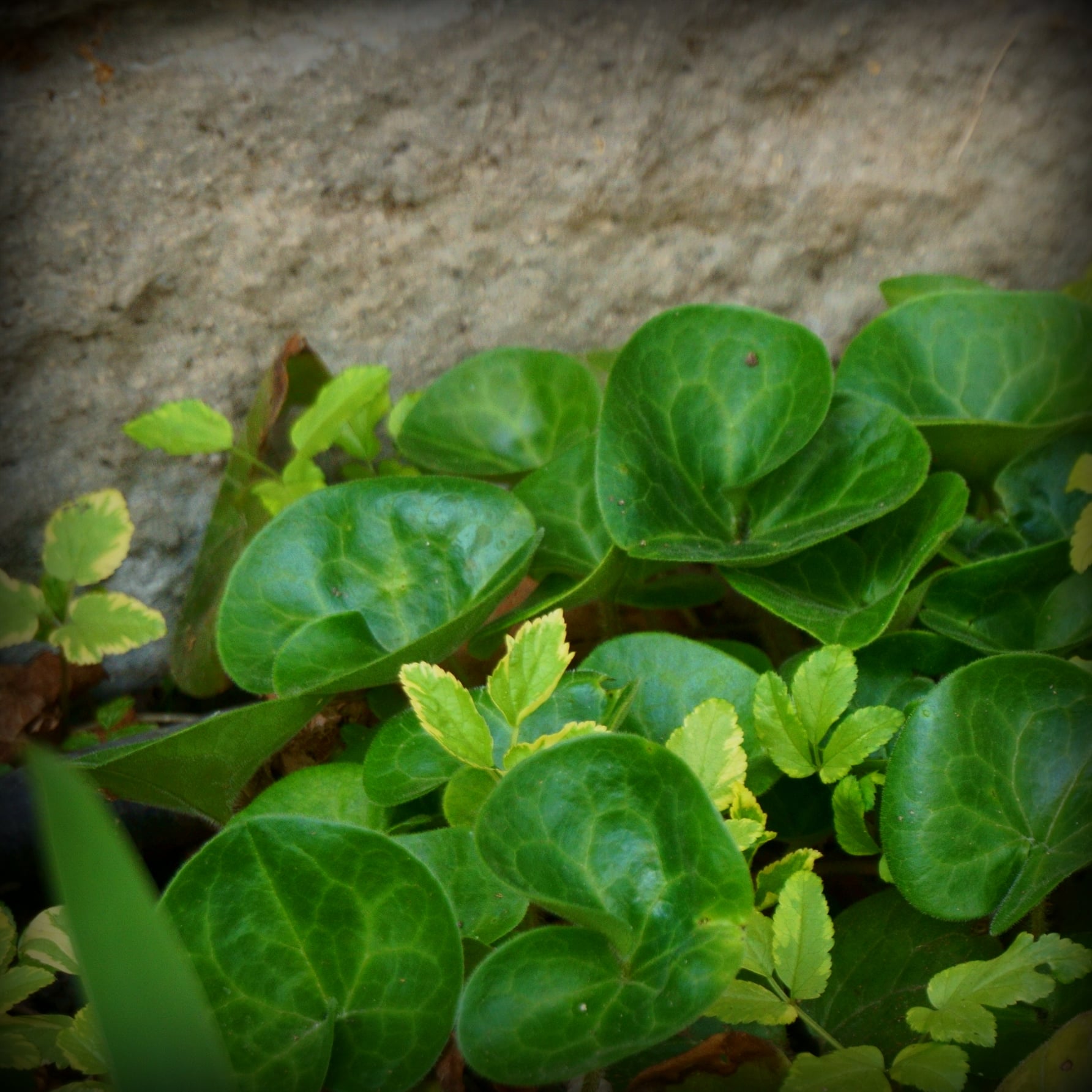 Asarum (kapotnyak, kereklevél)