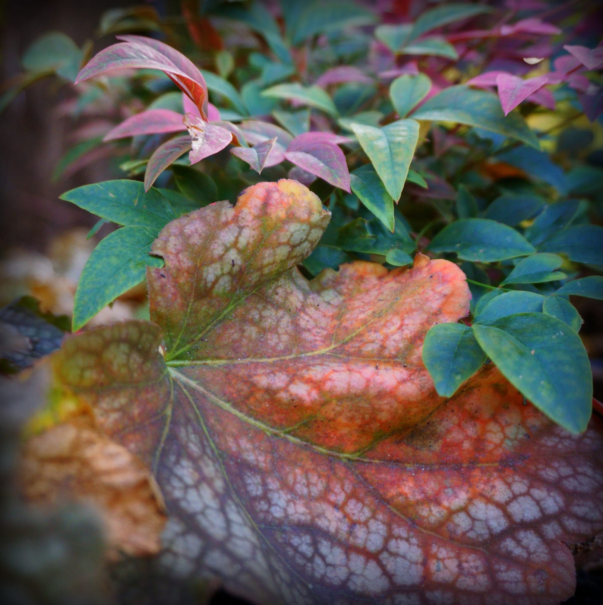 Heuchera, Heucherella, Tiarella