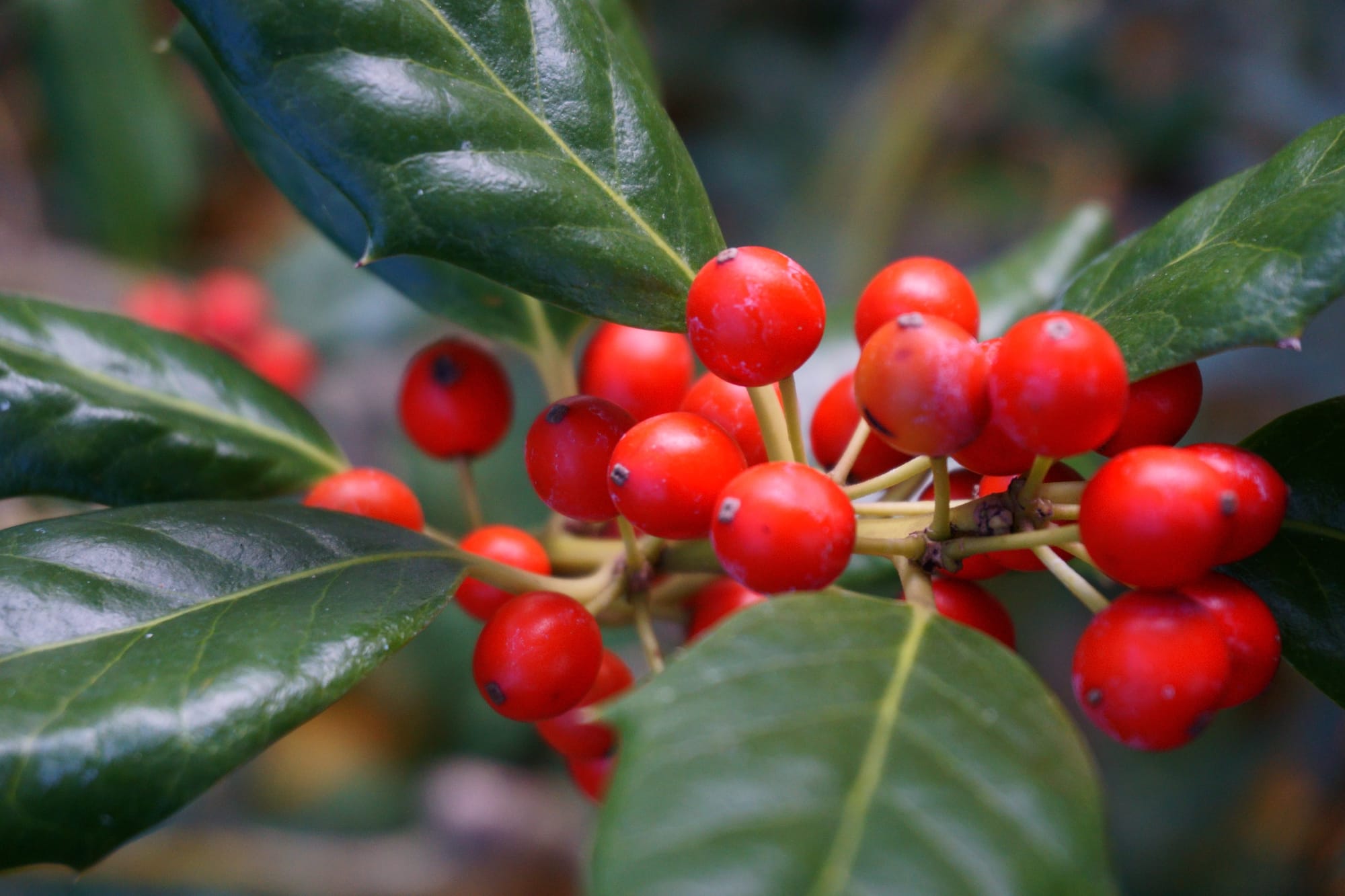 Ilex mutchagara "Nellie R. Stevens" (magyal)