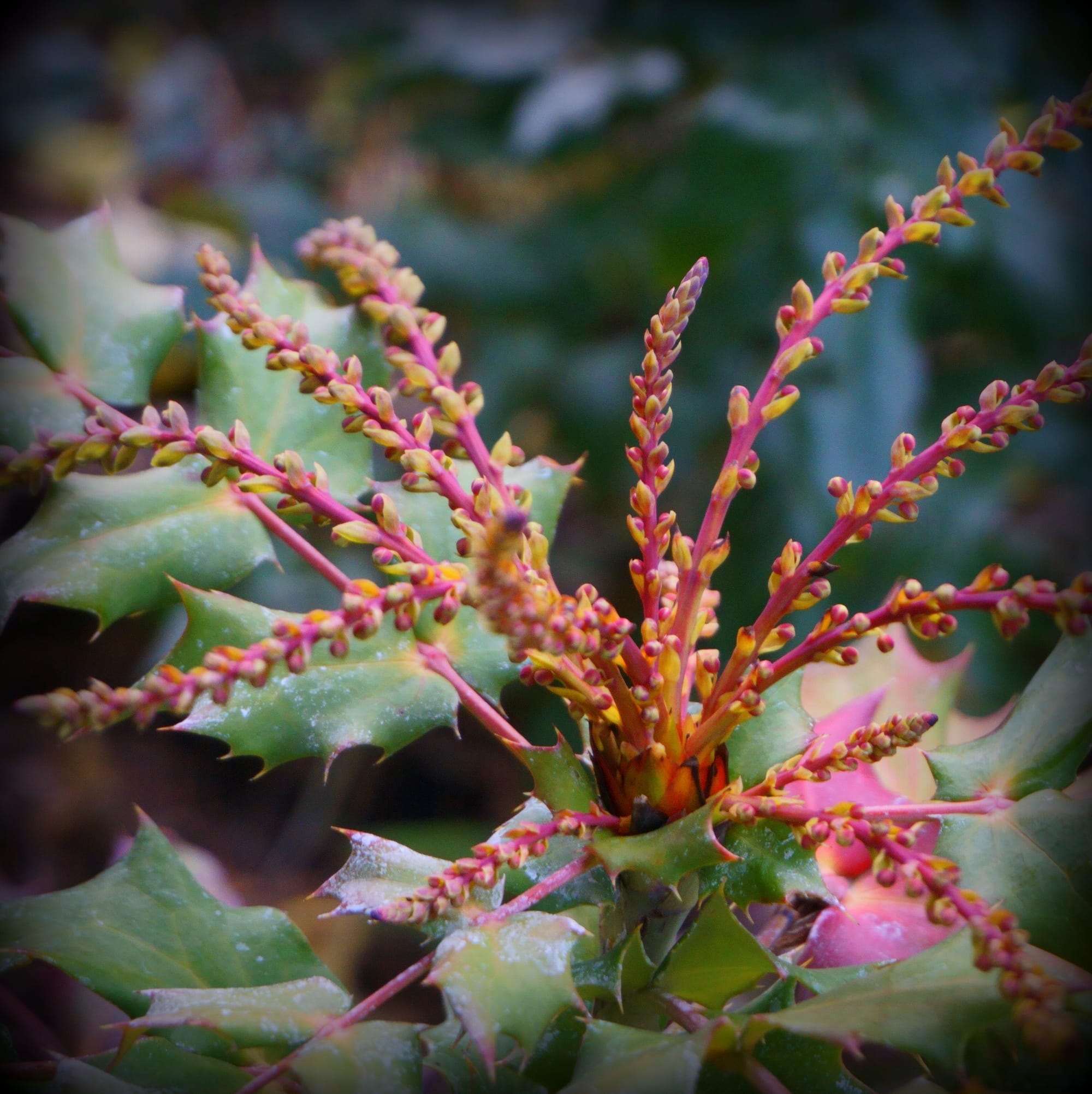 Mahonia bealei (keleti mahónia)