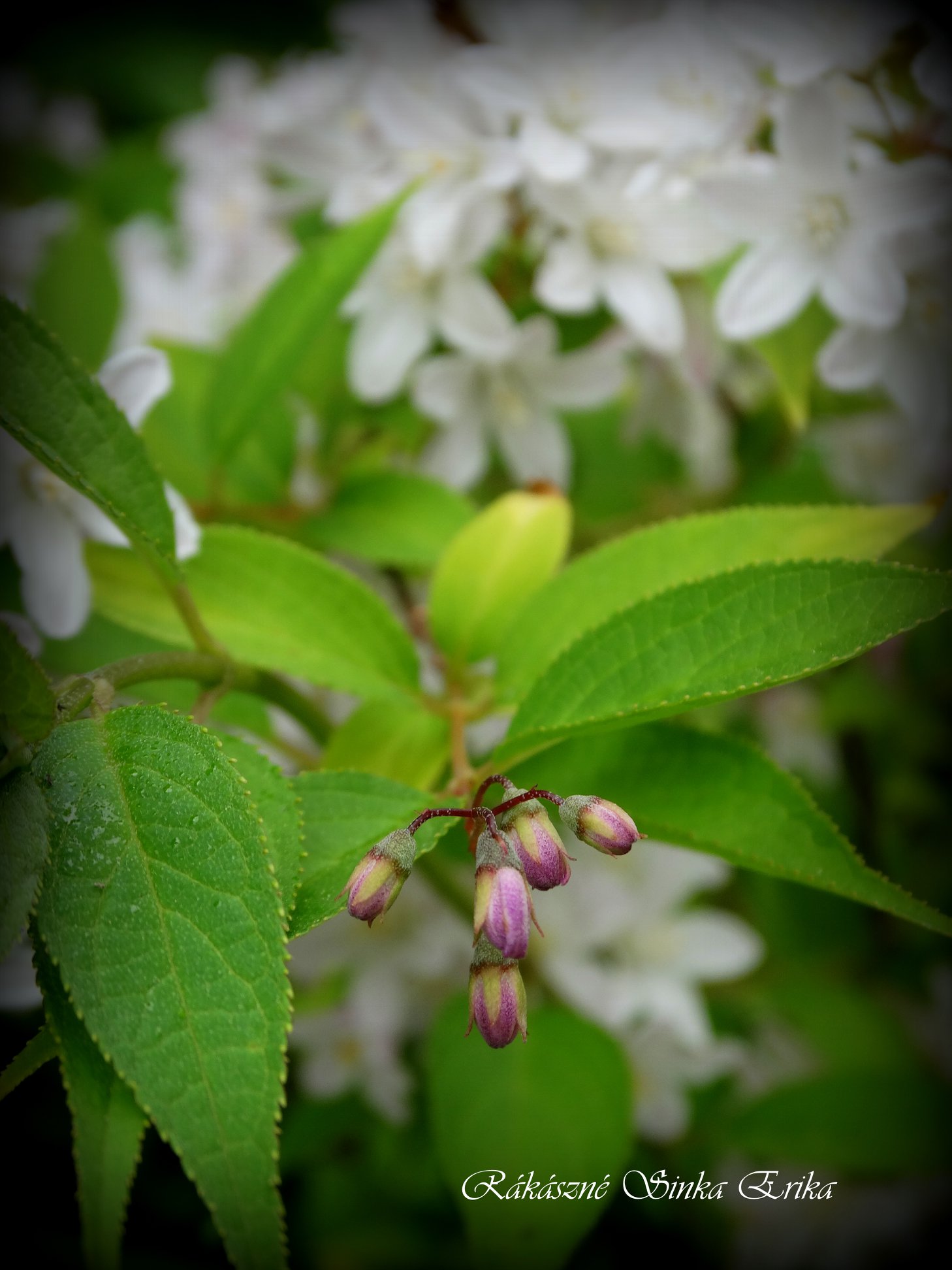 Deutzia (gyöngyvirágcserje)