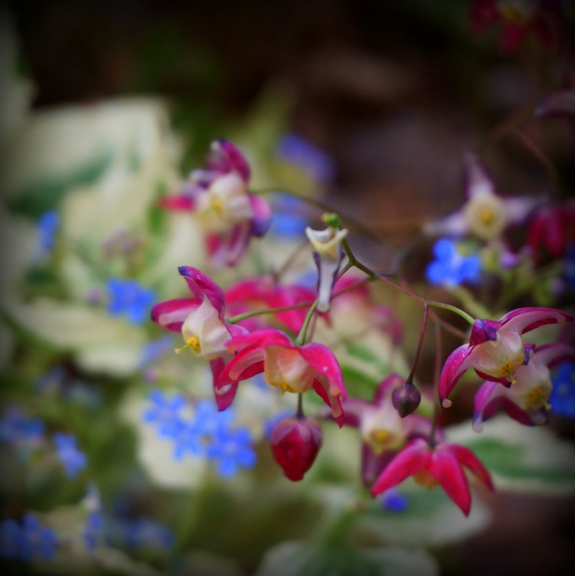 Epimedium