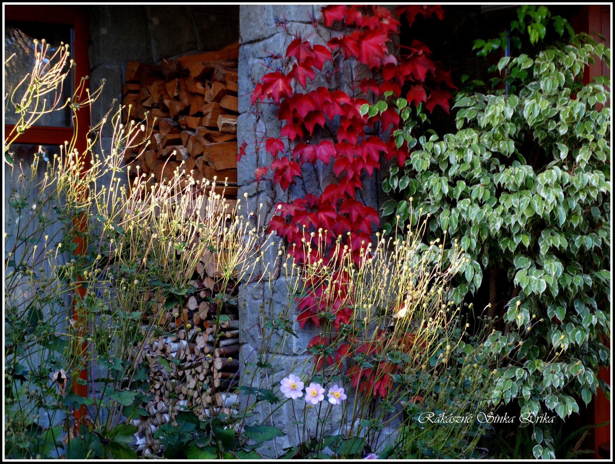 Parthenocissus (vadszőlő)