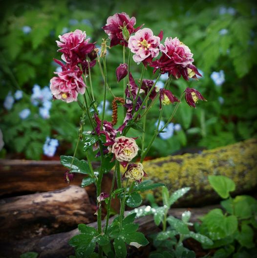 Aquilegia (harangláb)