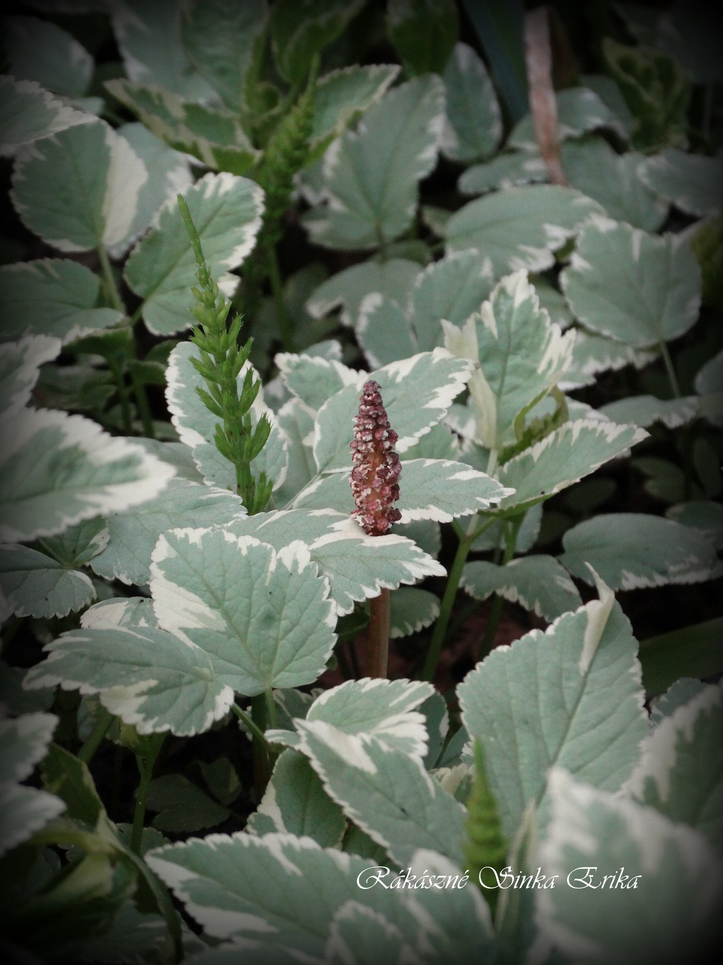 Equisetum arvense (mezei zsurló)