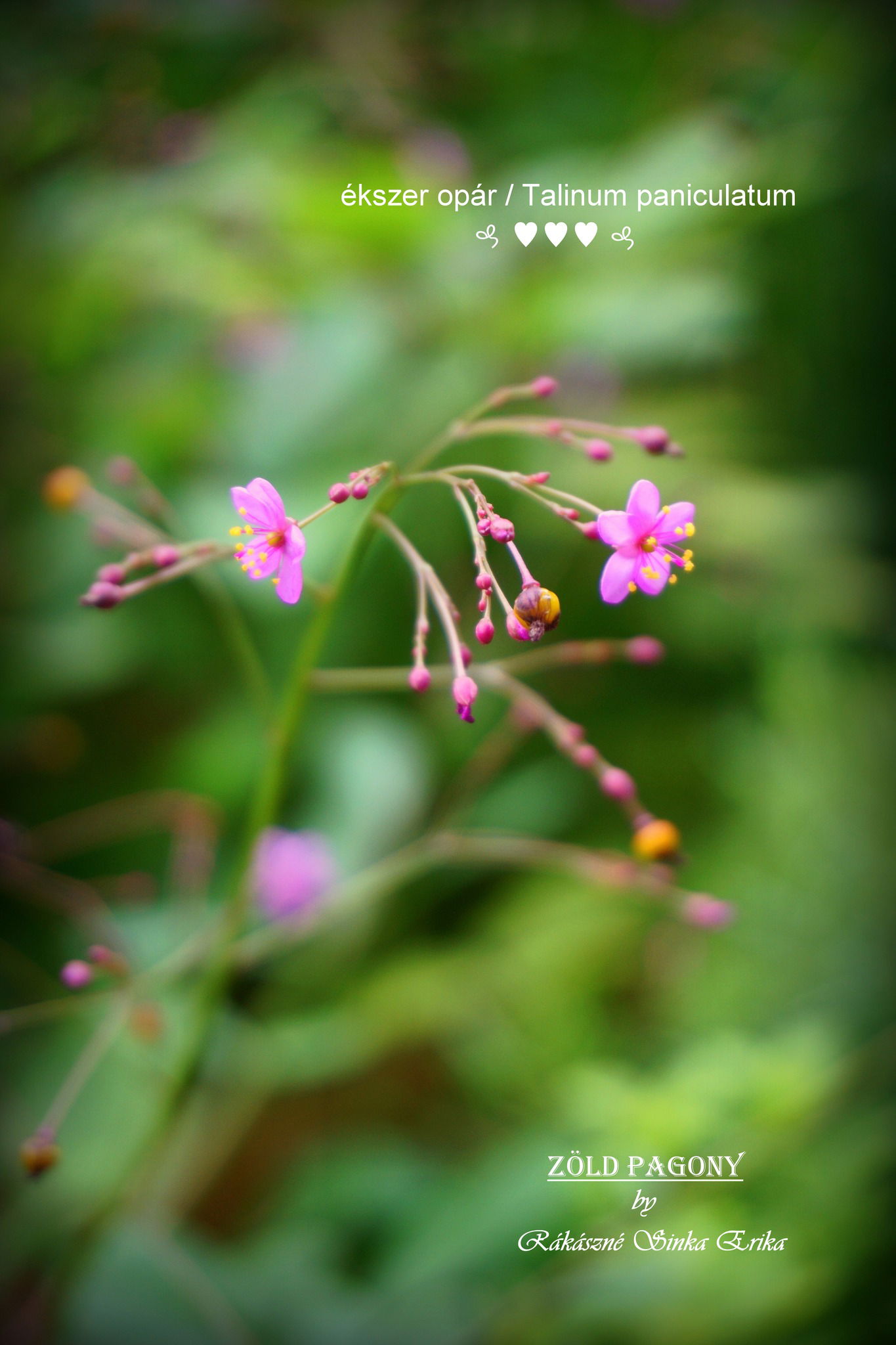 Talinum paniculatum (ékszer opár)