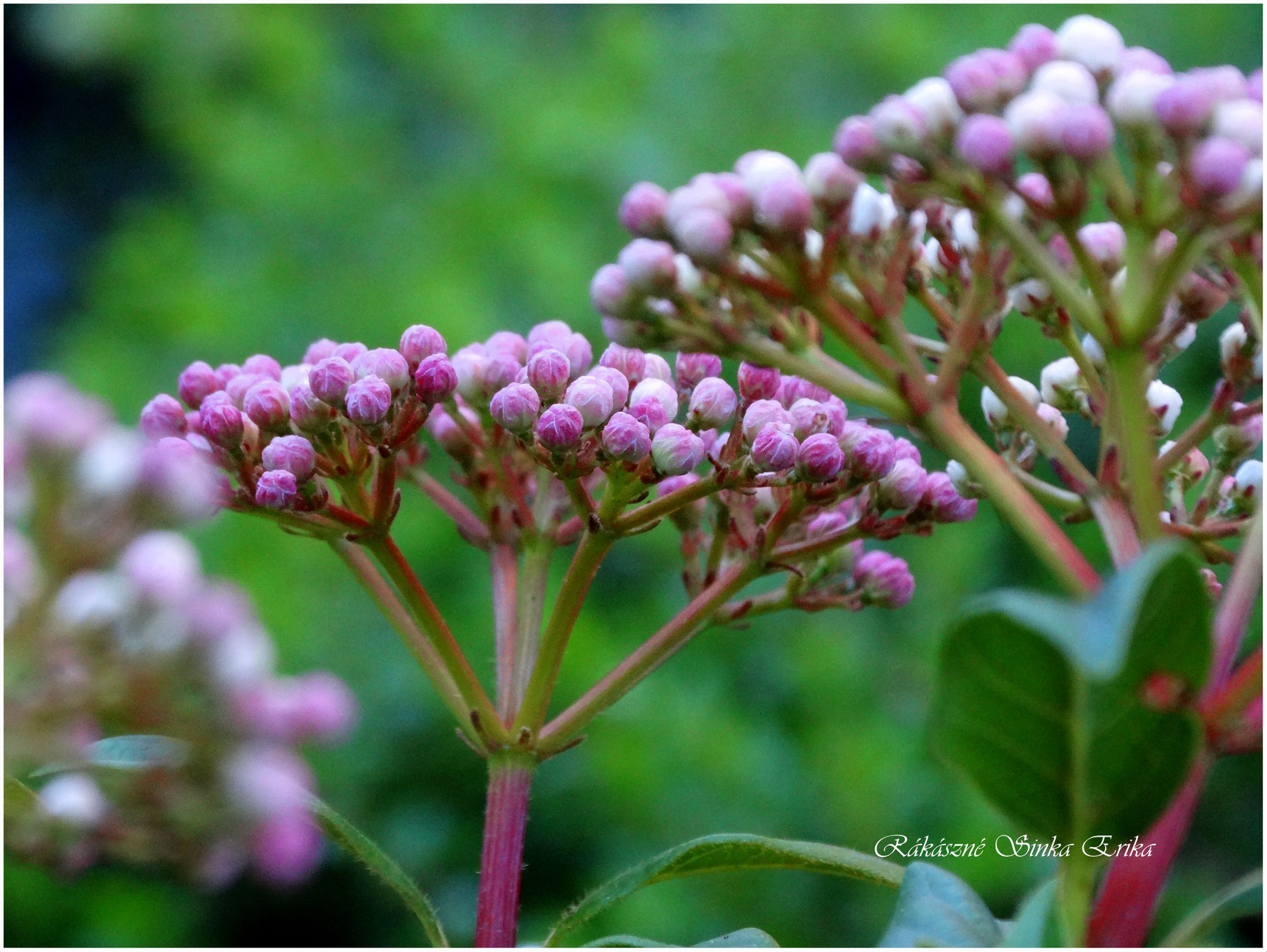 Viburnum tinus "Eve price" (téli bangita)