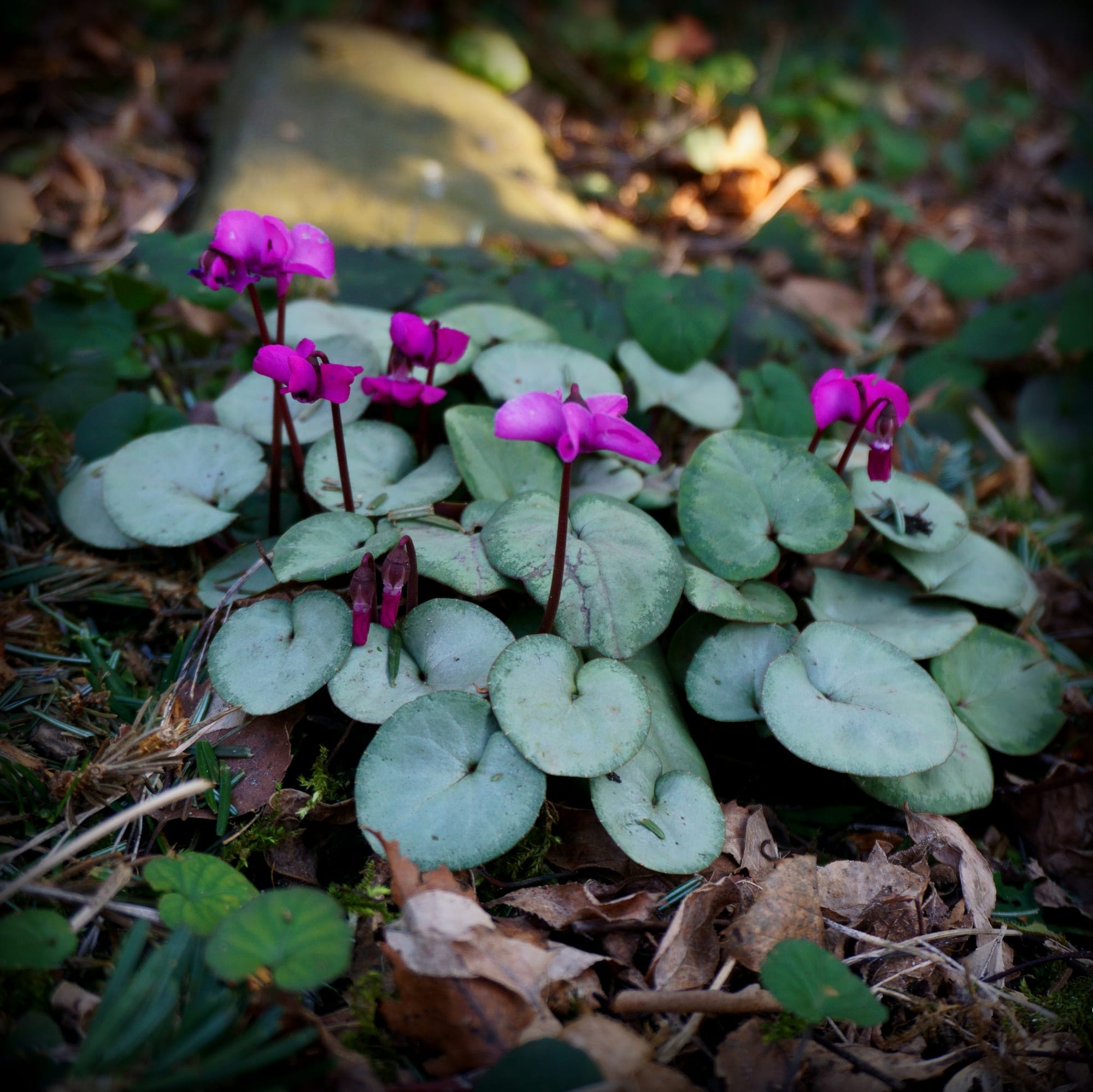 Cyclamen coum (kerek levelű, vagy kislevelű ciklámen)