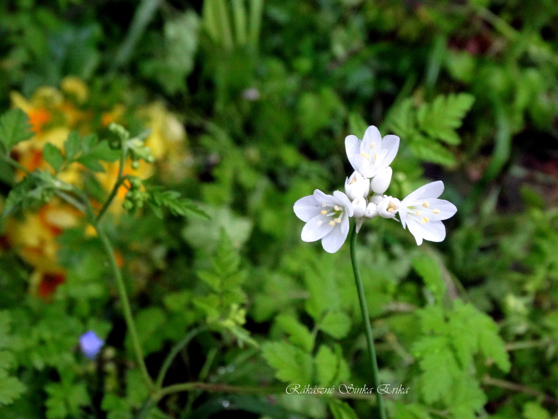 Allium zebdanense (szíriai hagyma)