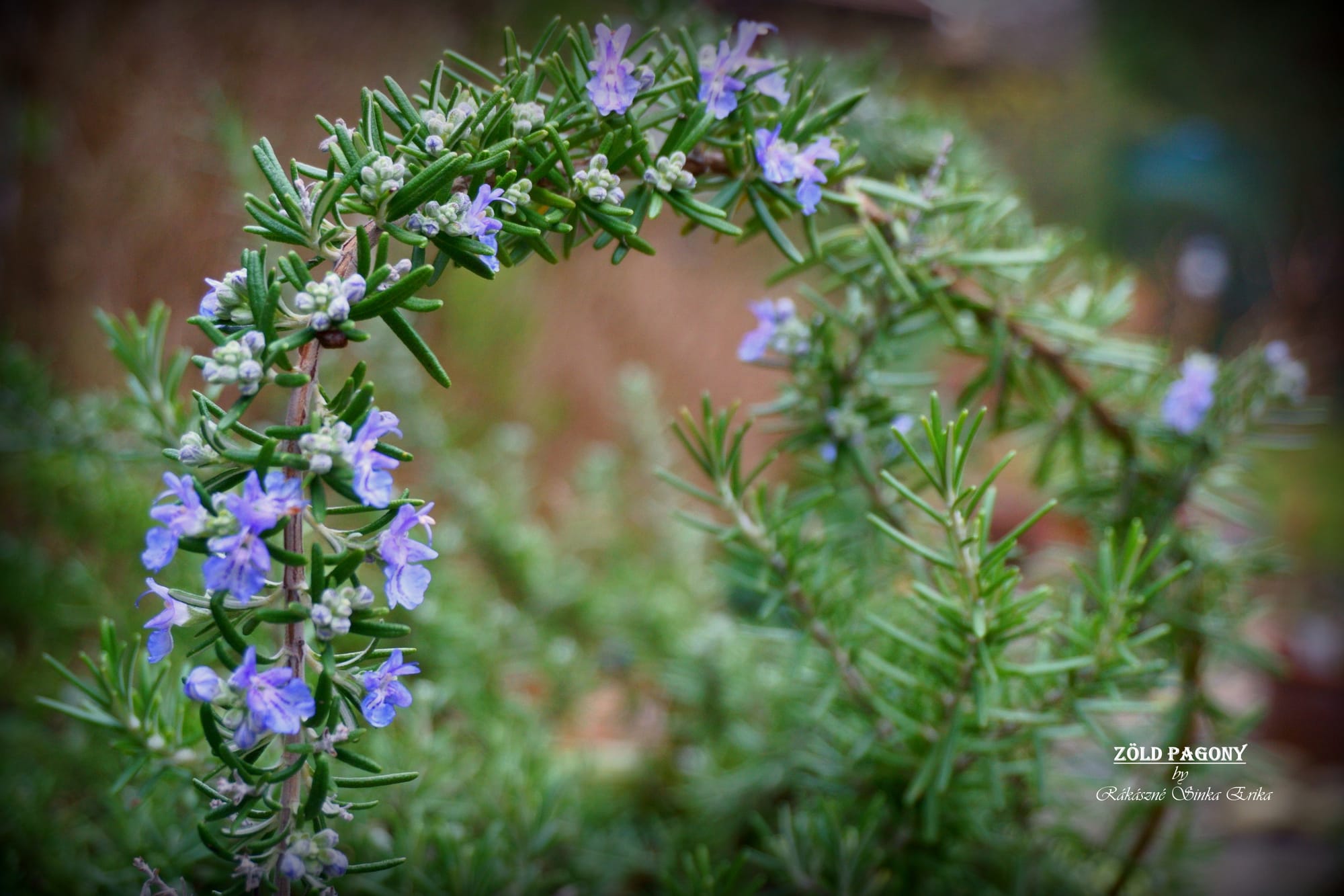 Rosmarinus officinalis ‘Prostratus (kúszó rozmaring)