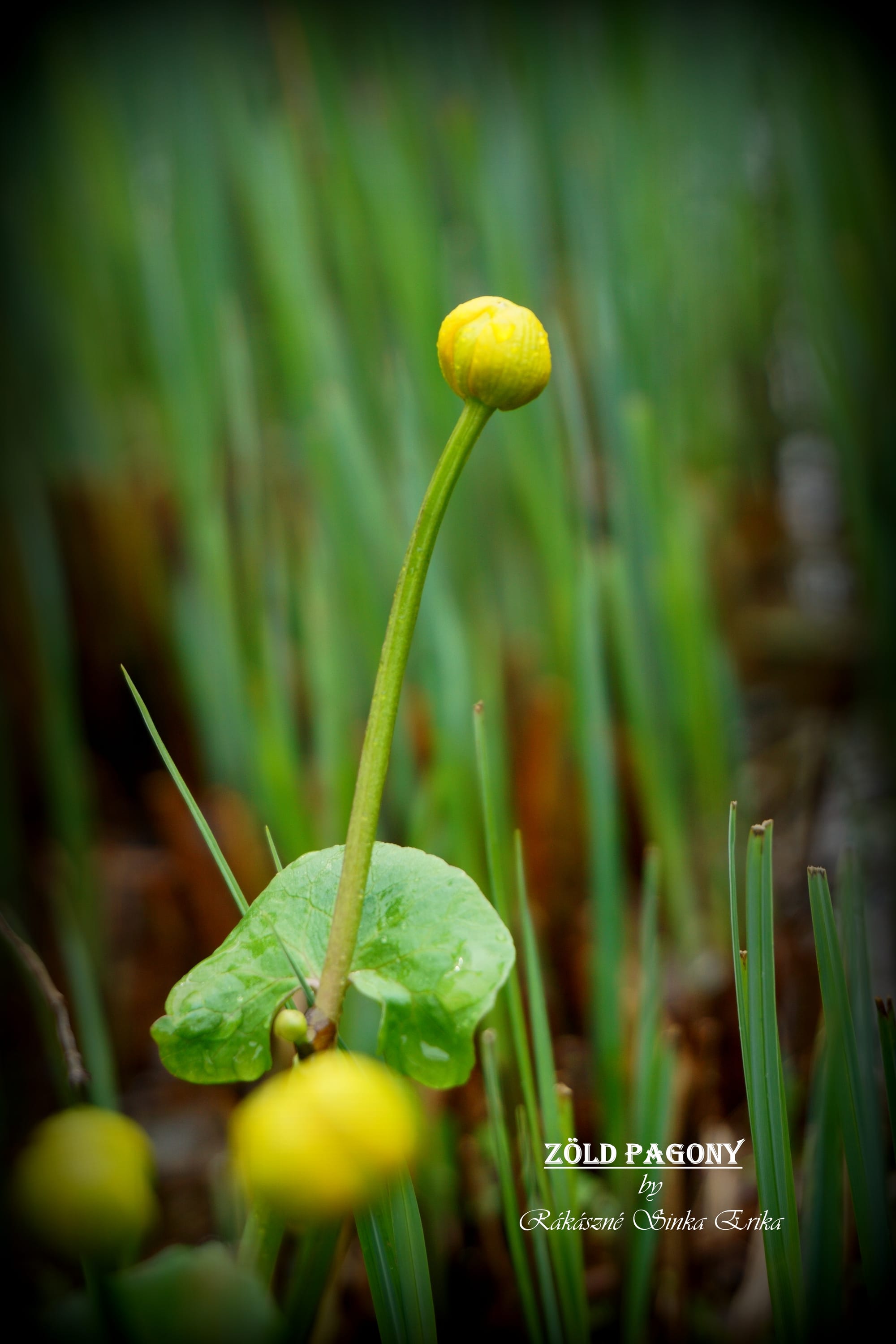 Caltha palustris (mocsári gólyahír)