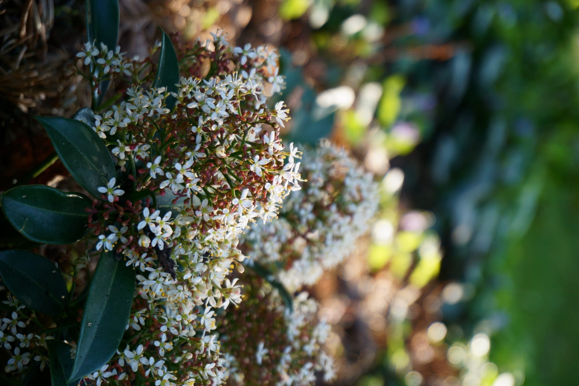 Skimmia japonica "White Dwarf" (dérbabér)