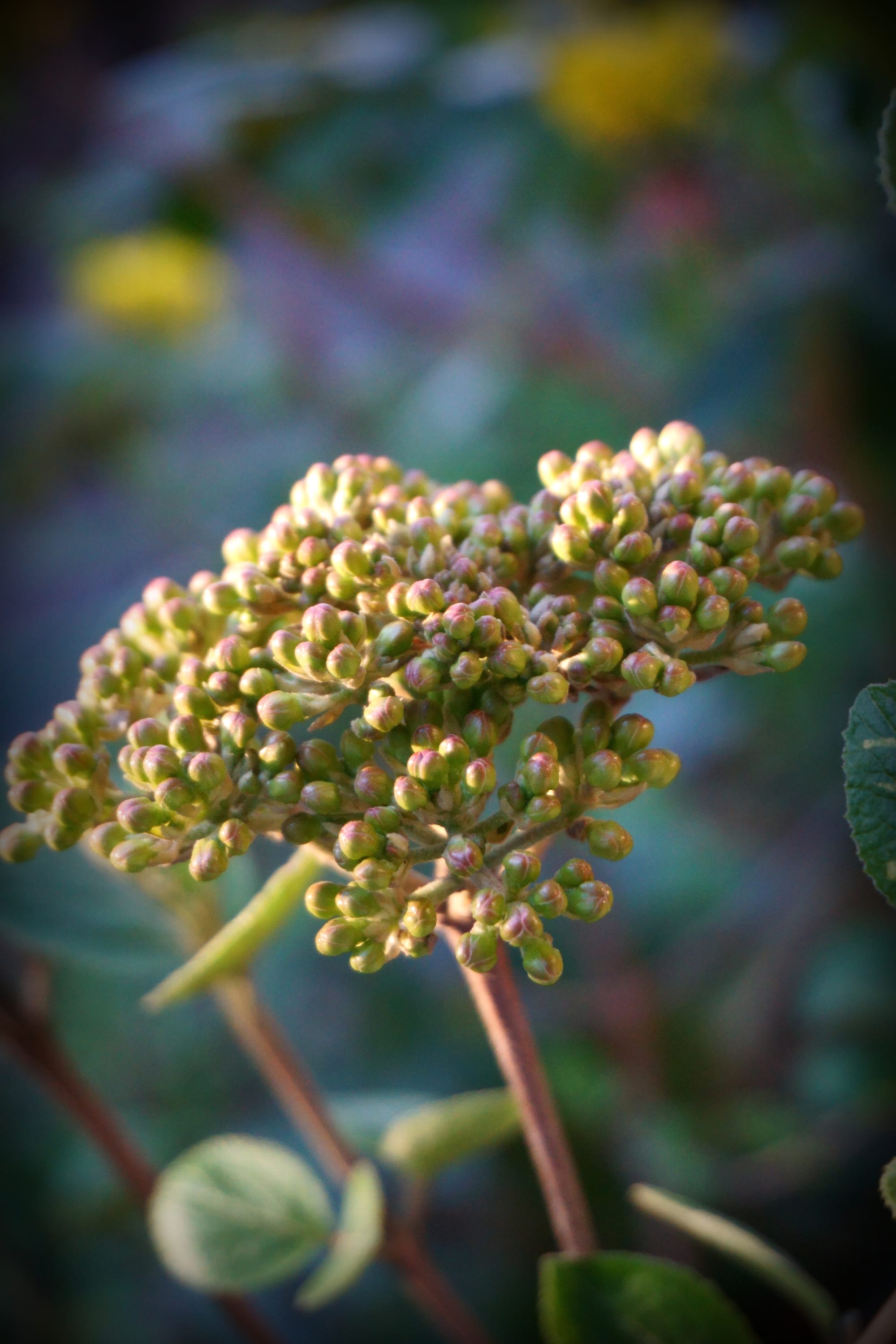 Viburnum carlcephalum (illatos labdarózsa)