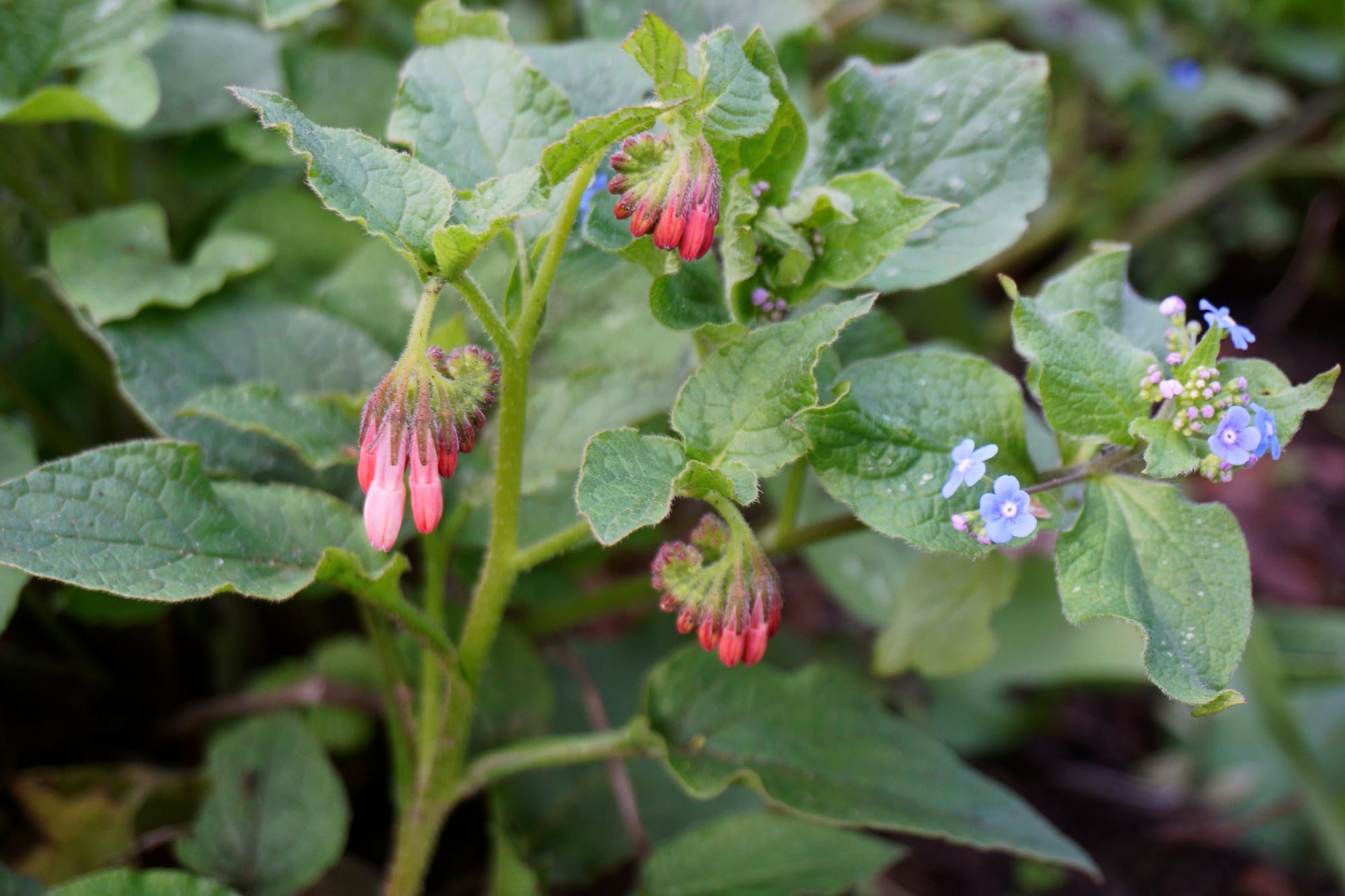 Symphytum grandiflorum "Hidcote blue" (kaukázusi nadálytő)